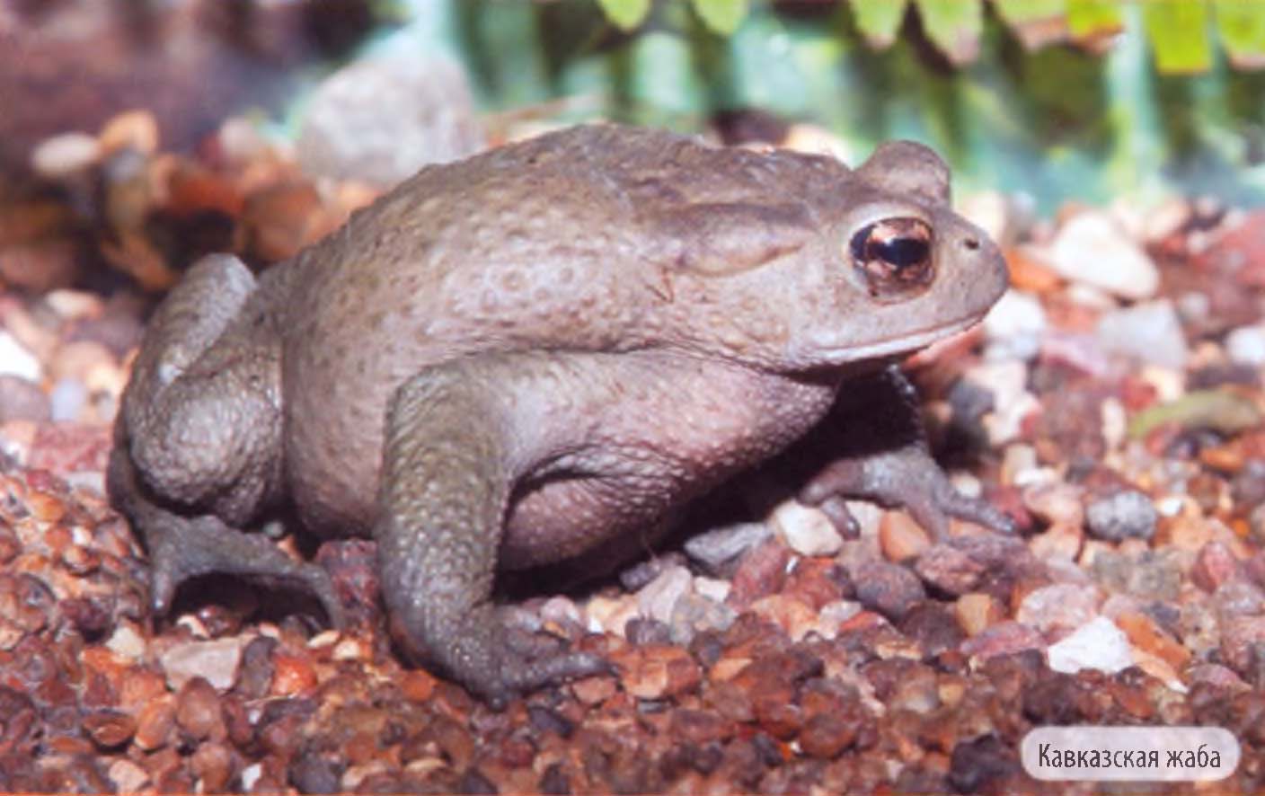 Кавказская жаба.