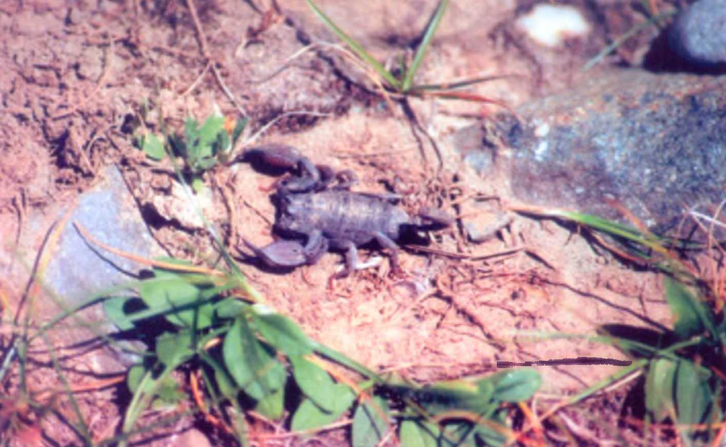 Скорпиона под камнем на берегу озера Ямджо-Юмцо я обнаружил на высоте около 4800 м над уровнем моря.