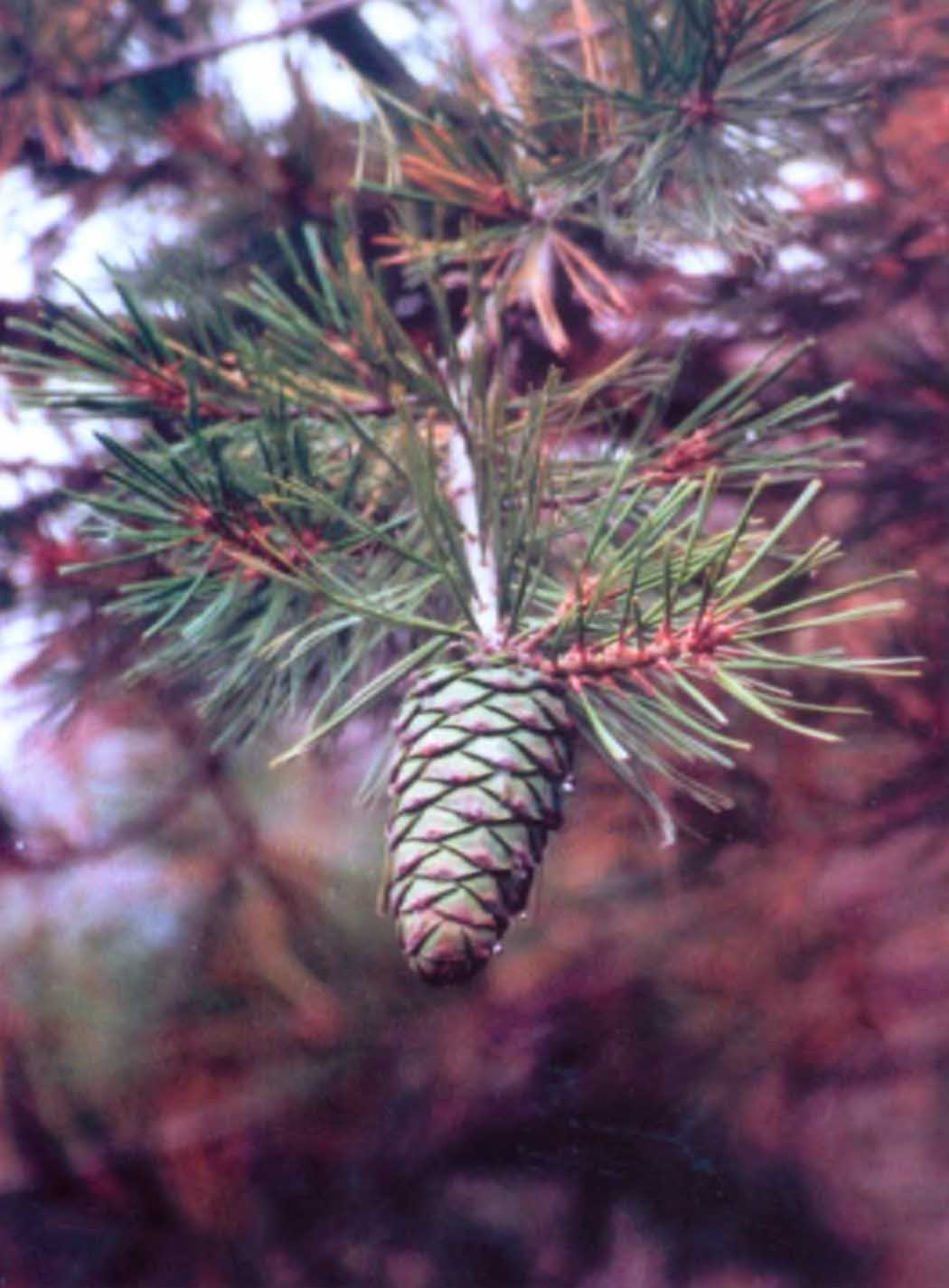 Шишка сосны Арманда (Pinus armandi) — одной из главных лесообразующих пород в Льянхуашане.