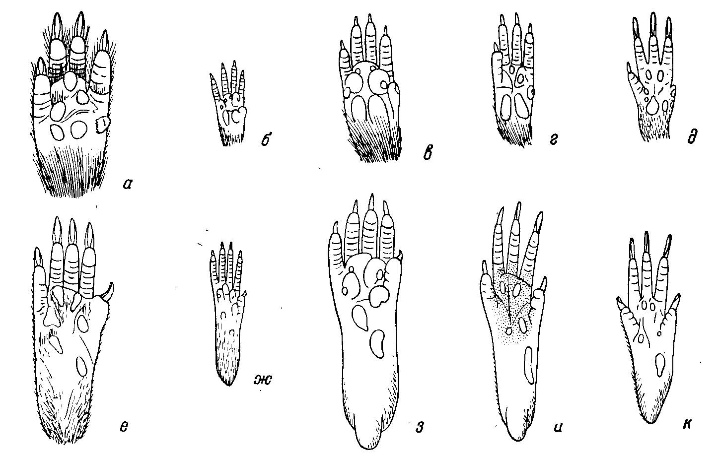 Рис. 2. Строение конечностей некоторых хомяков (Cricetinae) (из Tullberg, 1899). а, е — Cricetus cricetus L.; б, ж — Peromyscus leucopus Rafin.; в, з — Neotoma floridana Ord; г, и — Sigmodon hispidus Say et Ord; д, к — Oxymycterus rufus Desm. а—д — правые ладони снизу; e—к — правые ступни снизу.