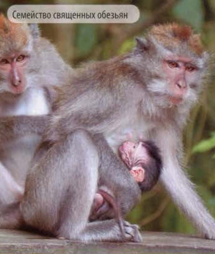 Семейство священных обезьян.