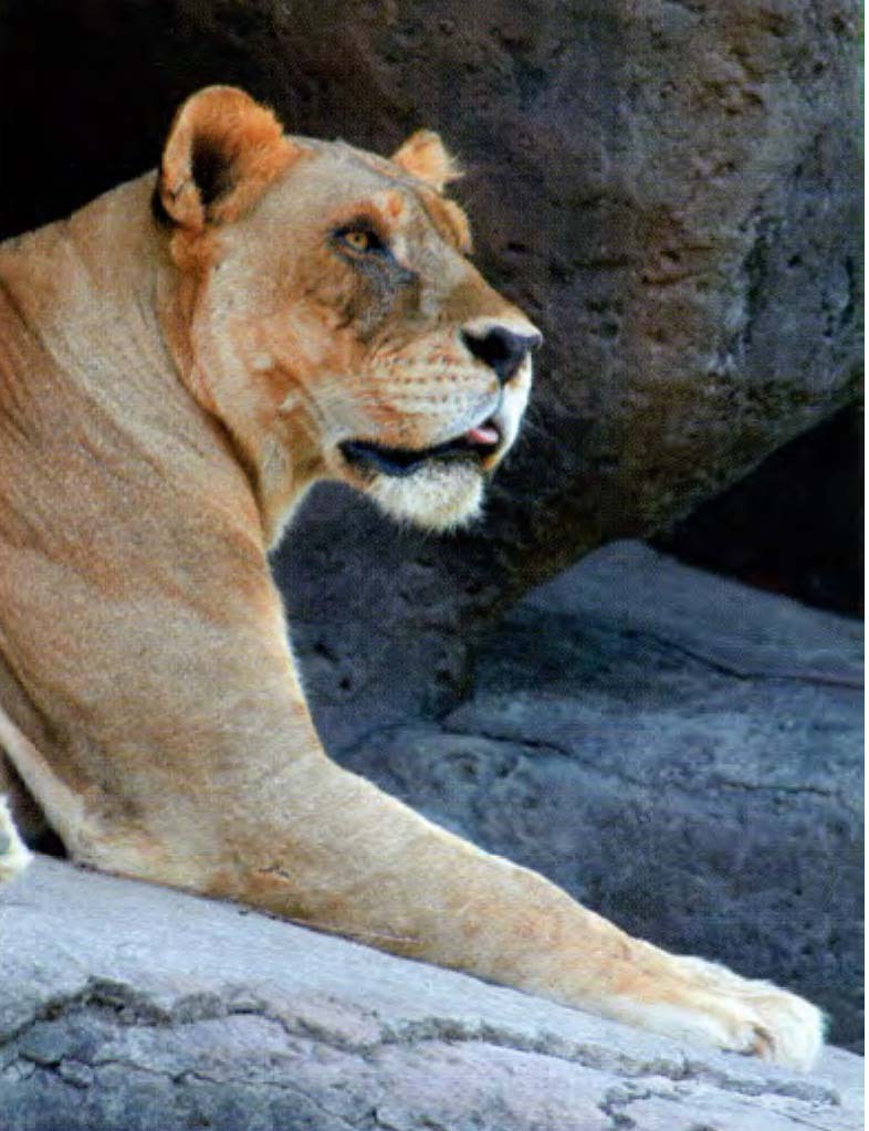Лев в сафари-парке.
