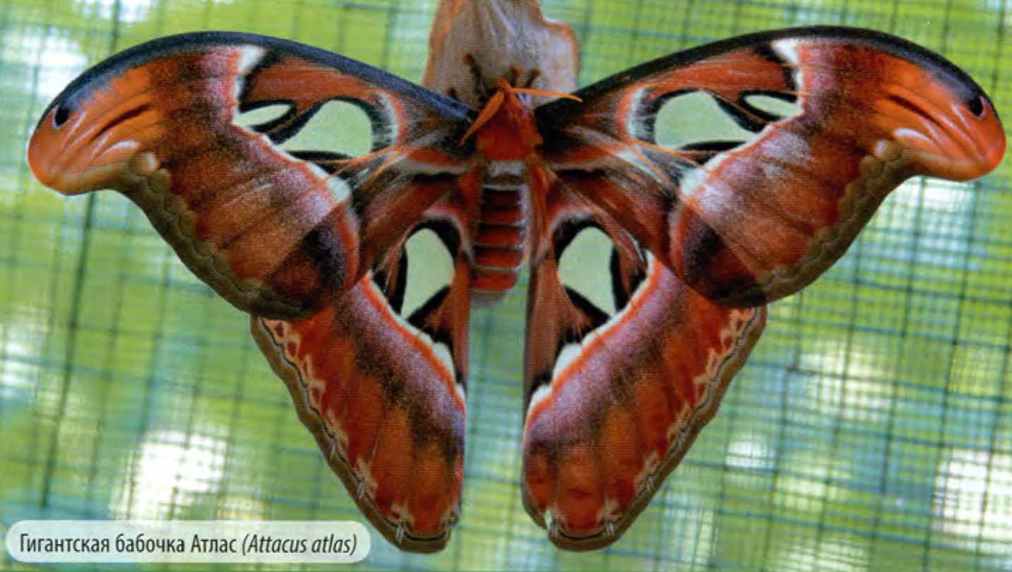 Гигантская бабочка Атлас (Attacus atlas).