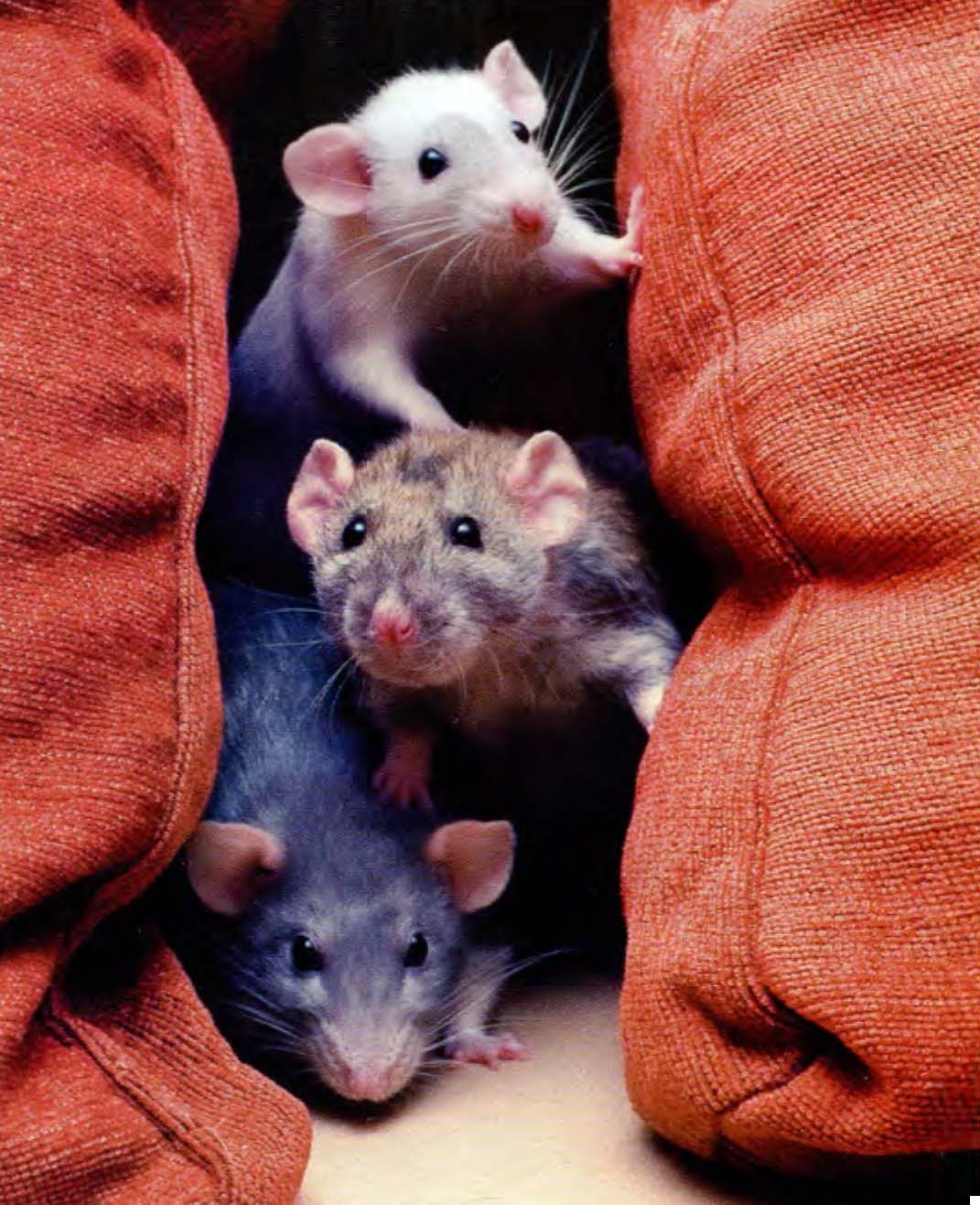 Десять мифов о крысах.