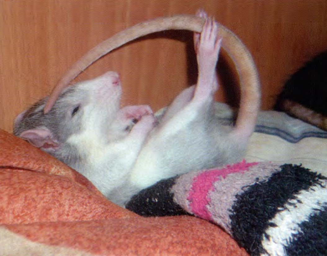 Крыса играет со своим хвостом.