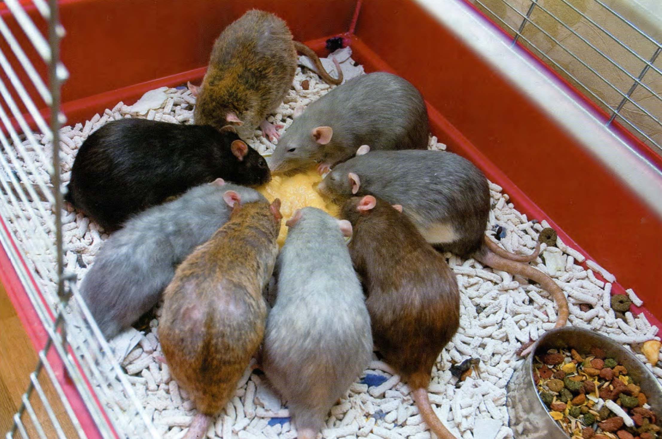 Разноцветные крысы едят круглое печенье.