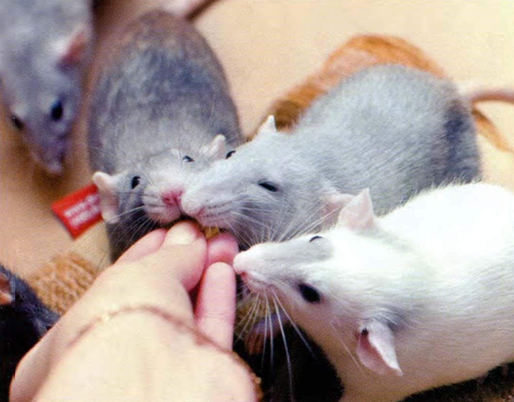 Домашние крысы едят из рук.