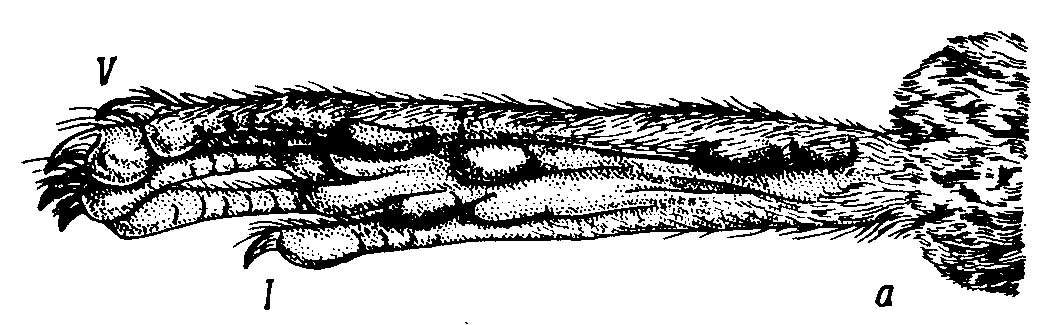 Рис. 2. Лапа соневидного мадагаскарского хомяка Eliurus.