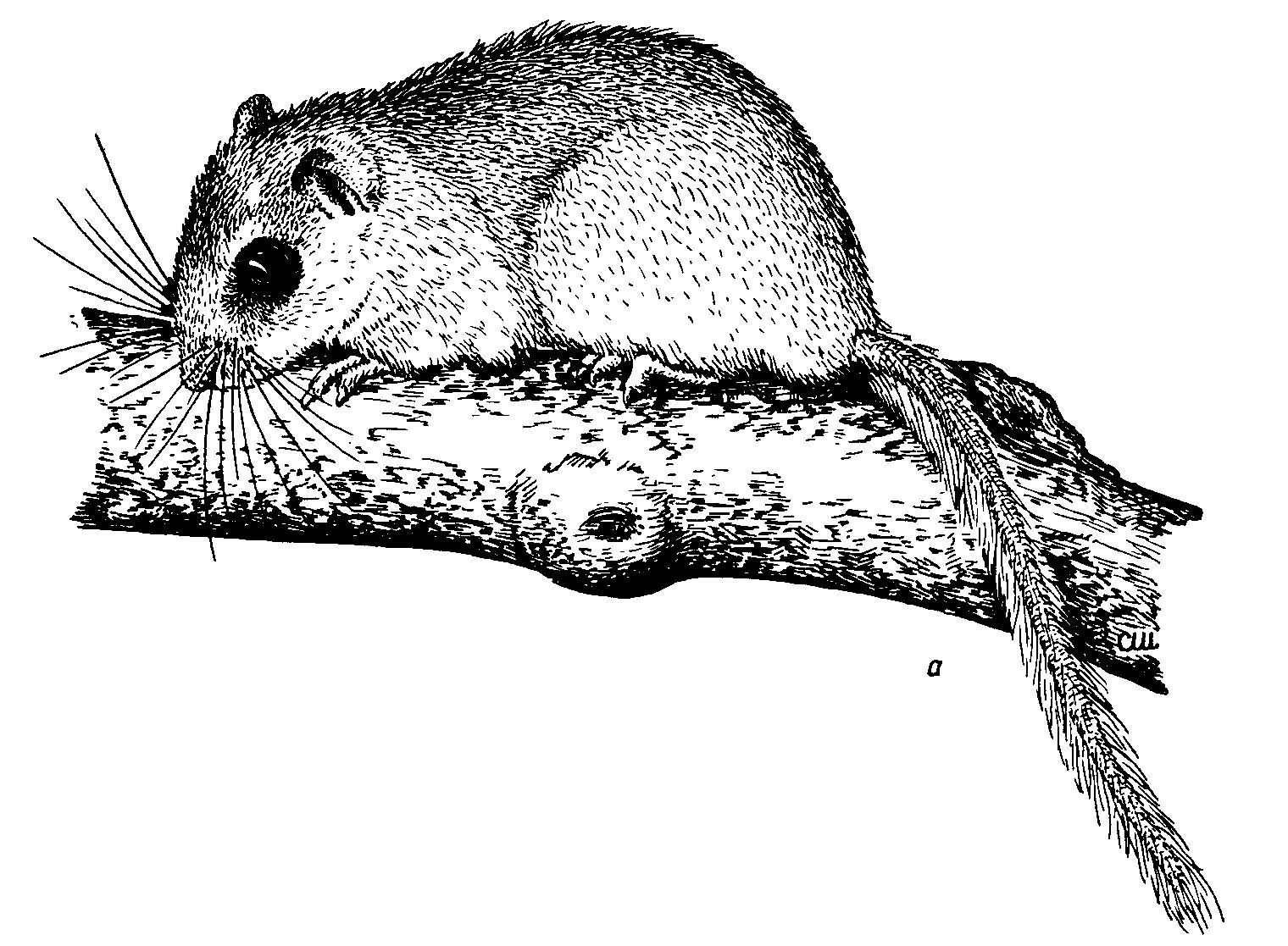 Рис. 4. Соневидный центральноамериканский хомяк Nyctomys sumichrasti.
