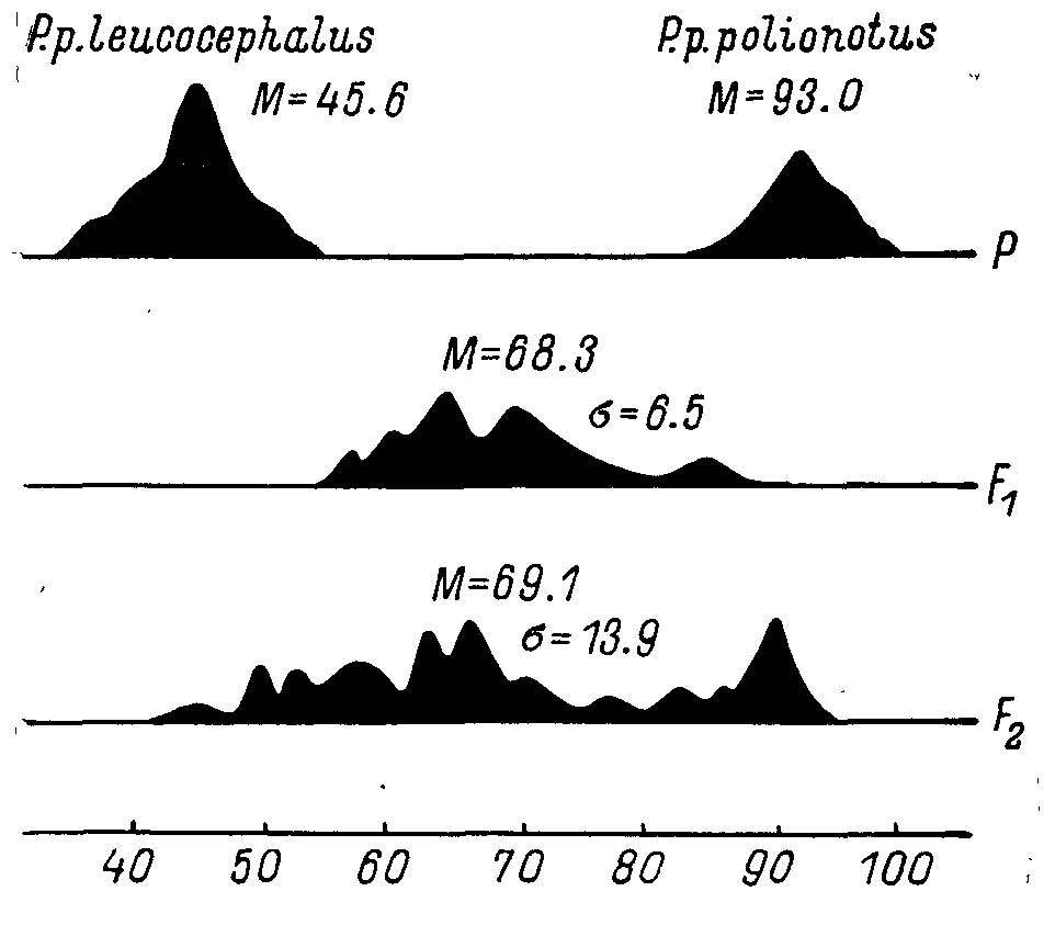 Рис. 1. Полигенный характер наследования и расщепления по интенсивности окрашивания шкурок при межподвидовой гибридизации оленьих хомячков Peromyscus polionotus Wagn. (по Sumner, 1930, из Тимофеева-Ресовского, 1939).