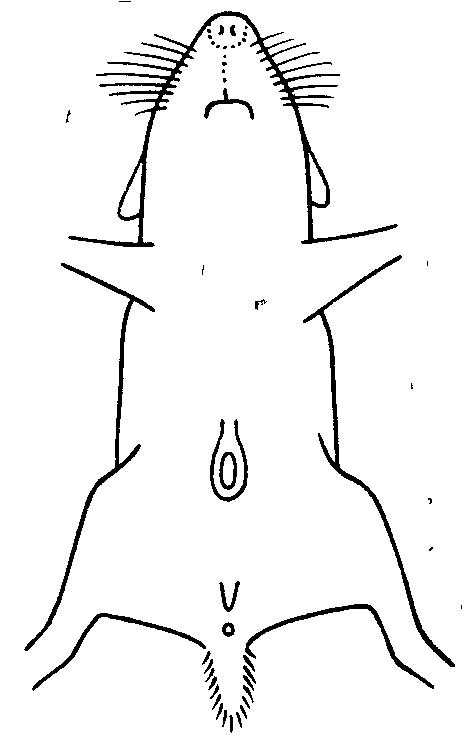 Рис. 1. Положение среднебрюшной железы у Phodopus sungorus sungorus Pall, (из Воронцова и Гуртового, 1959).