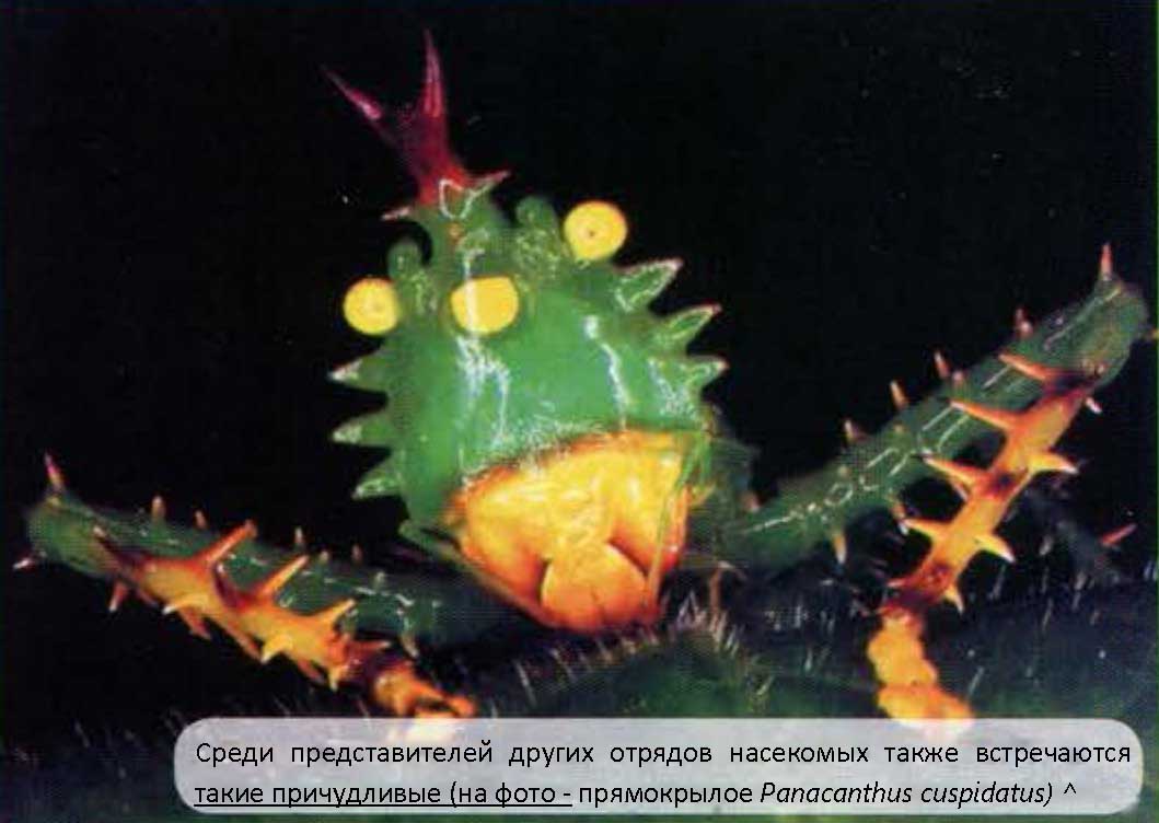 Panacanthus cuspidatus.
