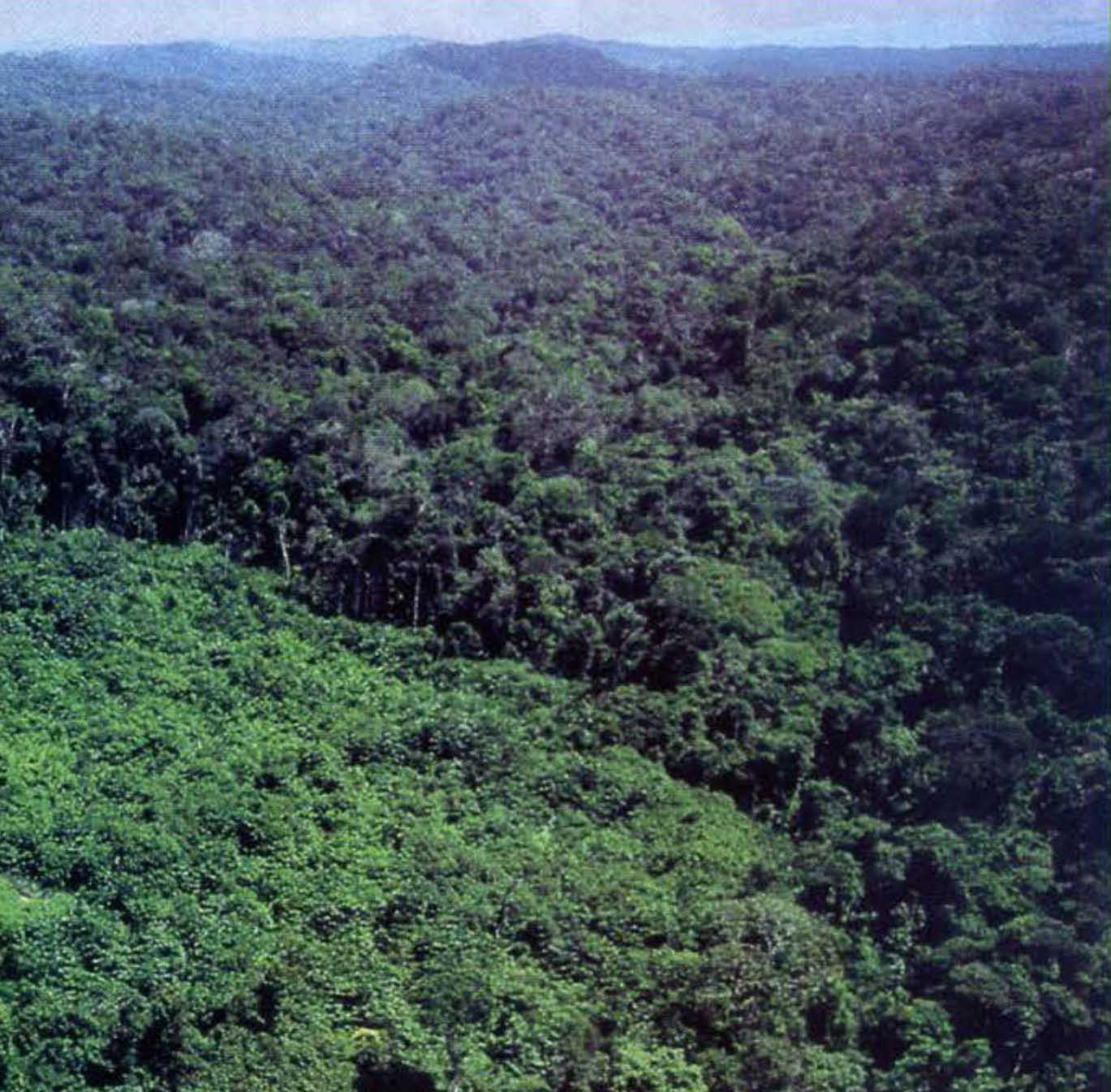 Бескрайние сельвы (лес на границе Венесуэлы и Бразилии).
