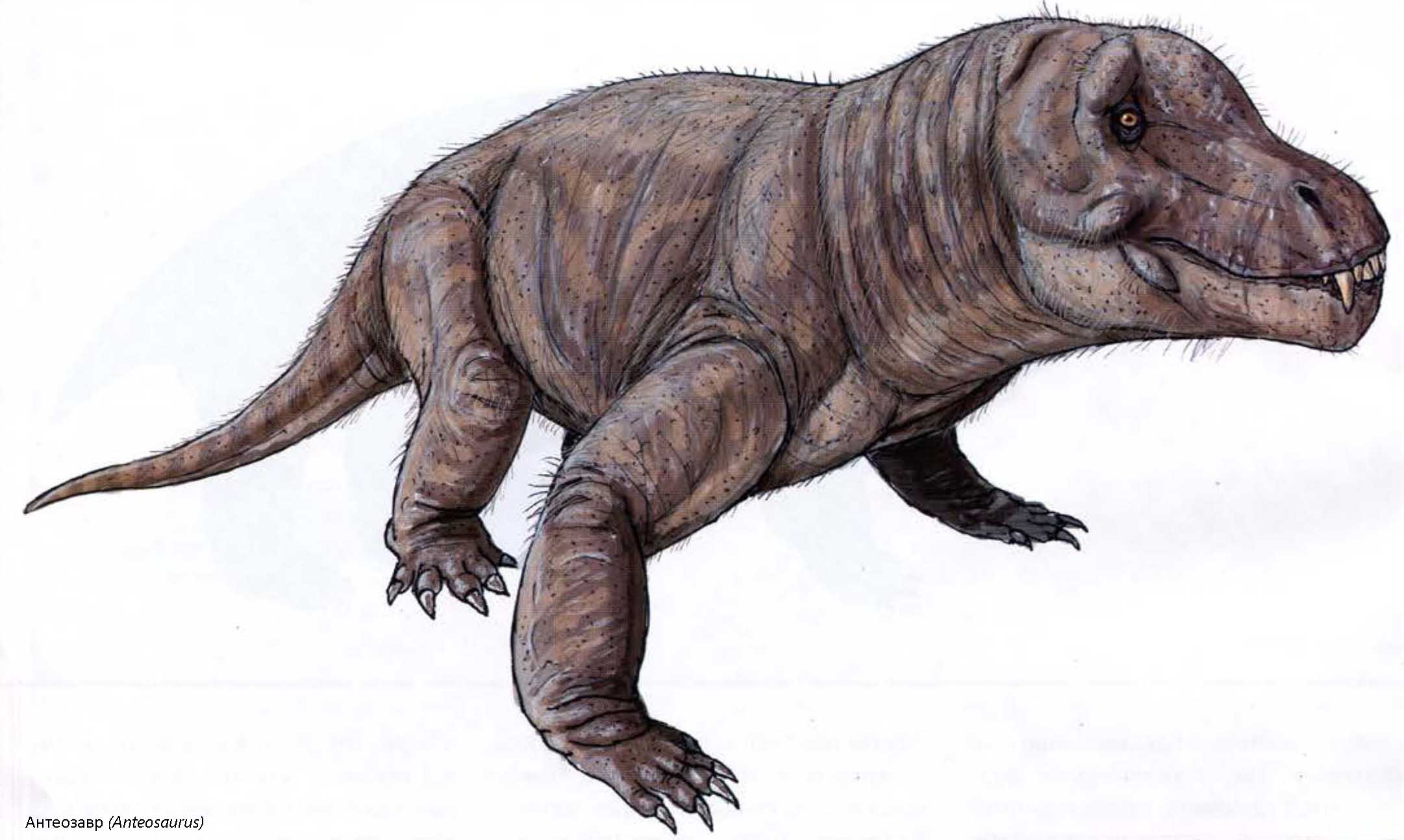 Anteosaurus.