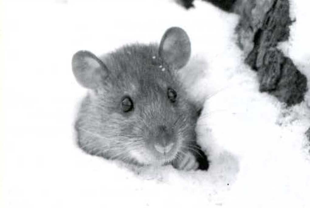 Мышка в снегу.
