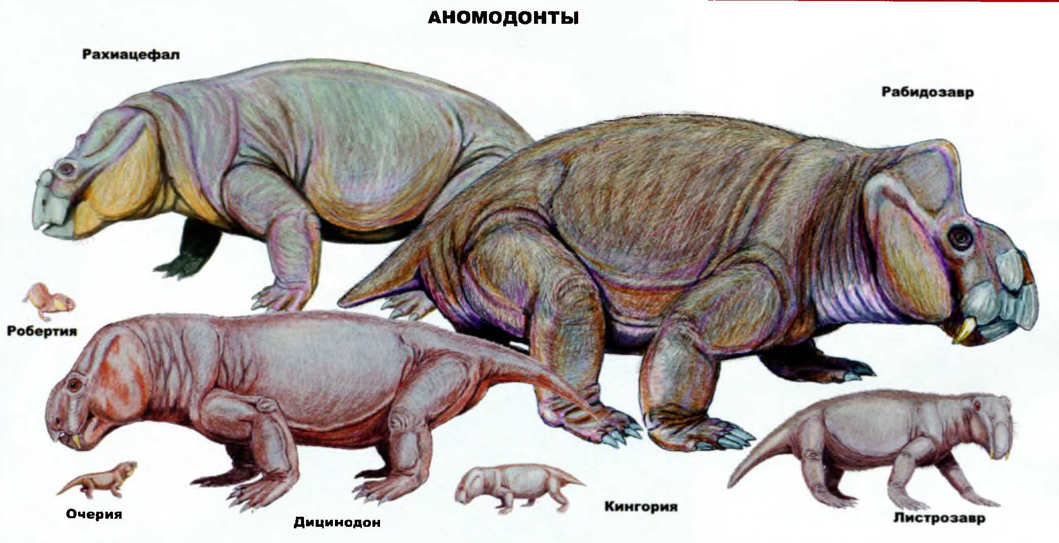 Аномодонты: рахиацефал, робертия, очерия, дицинодон, кингория, листоразвр, рабидозавр.