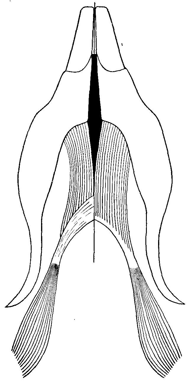 Рис. 1. Сравнение строения m. digastricus у Neotoma sp. — справа и Sigmodon hispidus Say et Ord — слева (из Rinker, 1954). Вид с вентральной стороны.