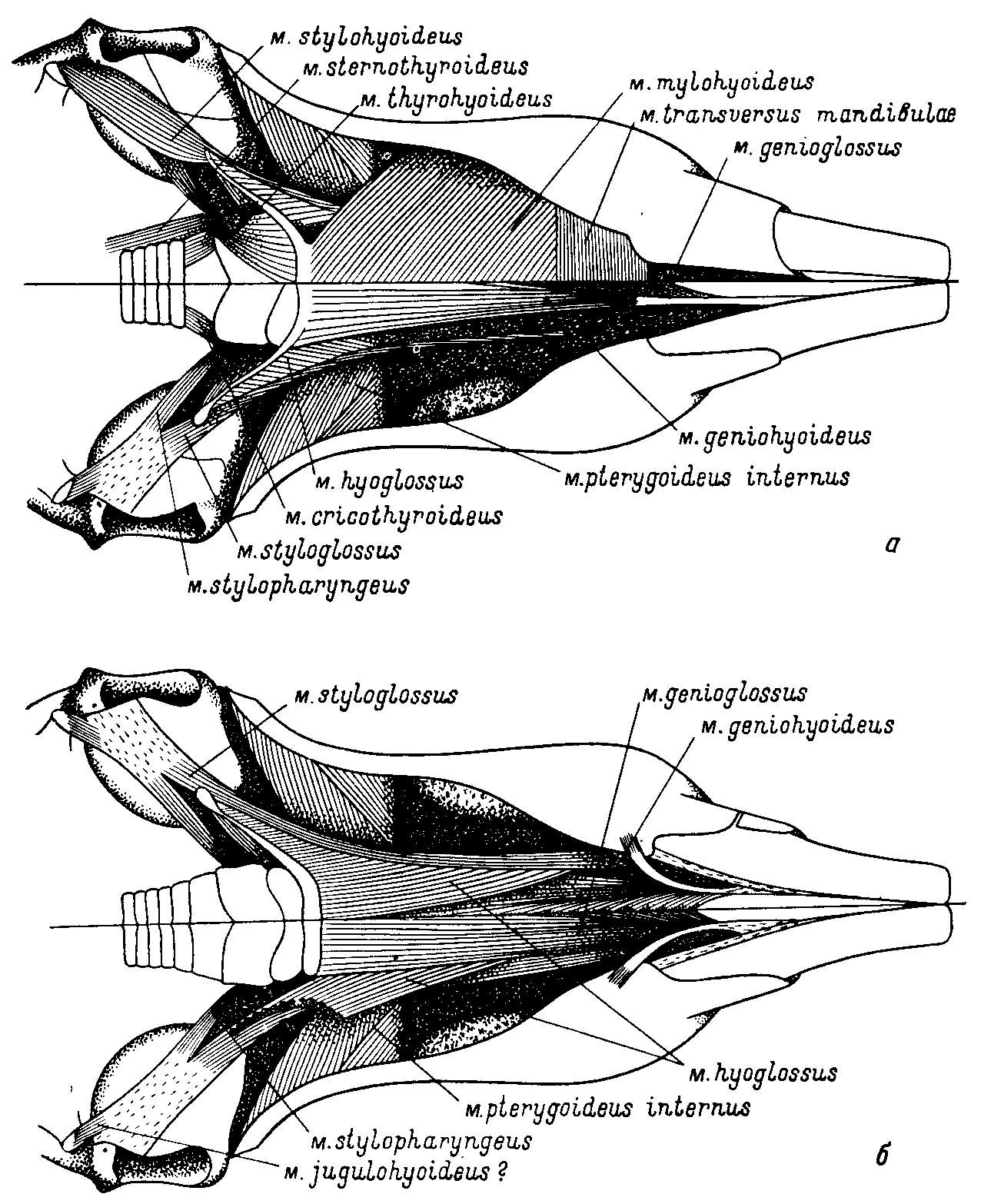 Рис. 2. Мускулатура нижней челюсти и подъязычного аппарата Sigmodon hispidus Say et Ord (из Rinker, 1954). Вид с вентральной стороны, а — верхняя половина рисунка — поверхностная мускулатура, нижняя — более глубокие части после удаления m. transversus mandibulae, m. mylobyoideus и m. stylohyoideus; б — верхняя половина рисунка — глубокие слои мускулатуры, нижняя — самые глубокие слои мускулатуры.