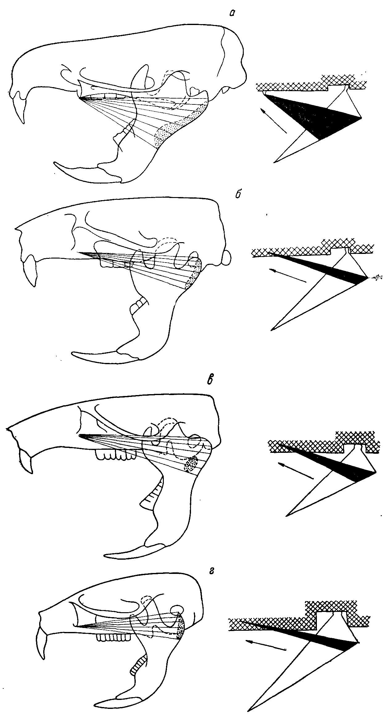 Рис. 3. Изменение функций m. mass. lateralis pars superficialis. Пунктиром показаны места прикрепления мышцы на внутренней стороне челюсти. Справа — схемы действия наружной поверхностной порции жевательной мышцы (у полевок эта мышца участвует только в продольноперетирающих движениях) (из Воронцова, 1963ж). а — Ichthyomys soderstrdmi de Winton; б — Cricetus cricetus L.; в — Neotoma cinerea Ord; a — Microtvs agrestis L.