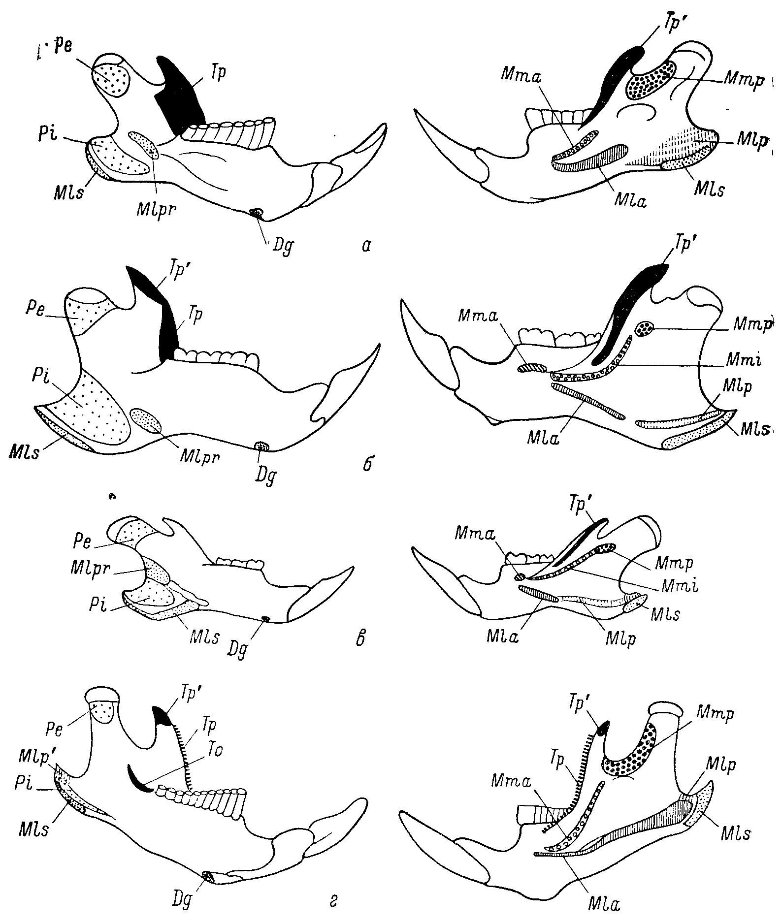 Рис. 4. Изменения мест крепления жевательных мускулов на нижней челюсти у Cricetinae, Nesomyinae и Microtinae. а, г — по Repenning, 1968; б, в — ориг. Левые половины нижних челюстей: левый ряд — вид с медиальной стороны, правый ряд — вид с латеральной стороны, а — Cricetinae — Neotoma mexicana Baird; б, в — Nesomyinae: б — Brachyuromys betsileoensis Bartl., в — Macrotarsomys bastardi Milner Edw. et Grandid.; г — Microtinae — Microtus longicaudus Merriam. Обозначения мест крепления мышц. Dg — m. digastricus, Mia — m. masseter lateralis profundus pars anterior, Mlp и Mlp' — разные области крепления m. mass. lateralis profindus pars posterior, Mis — m. mass. lat. pars superficialis, Mlpr — pars reflexa, Mma — m. mass. medialis pars anterior, Mmi — m. mass. medialis pars intermedius, Mmp — m. mass. medialis pars posterior, Pe — m. pterygoideus externus, Pi — m. pterygoideus internus, To — m. temporalis pars orbitalis, Tp и Tp' — разное области крепления m. temporalis pars profundus и pars superficialis.