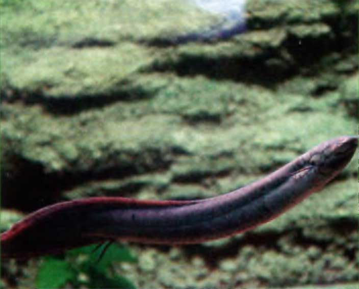 Чешуйчатник (lepidosiren paradoxa) — единственный представитель двоякодышащих рыб в Америке.