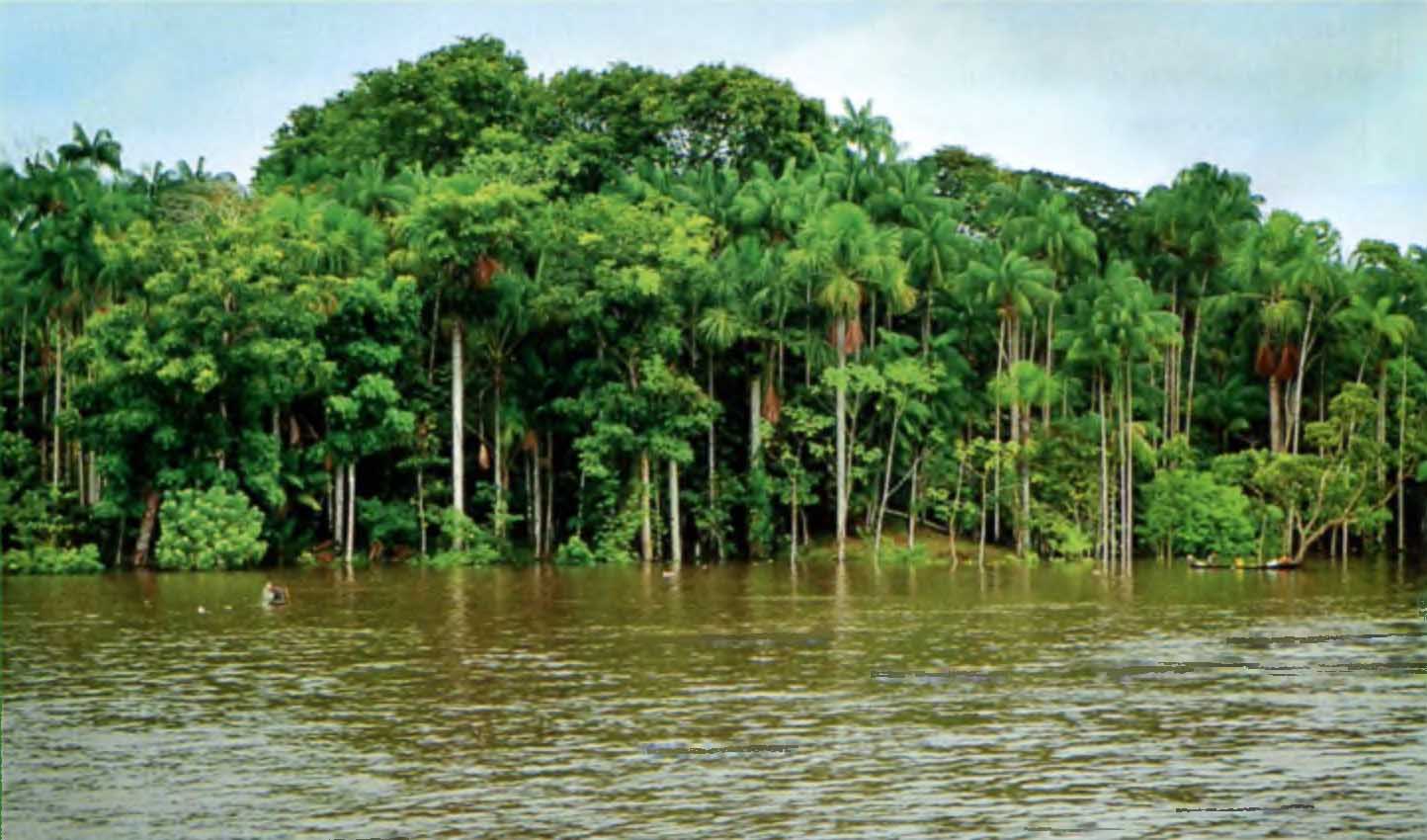 Среднее течение Амазонки. Западная Бразилия.