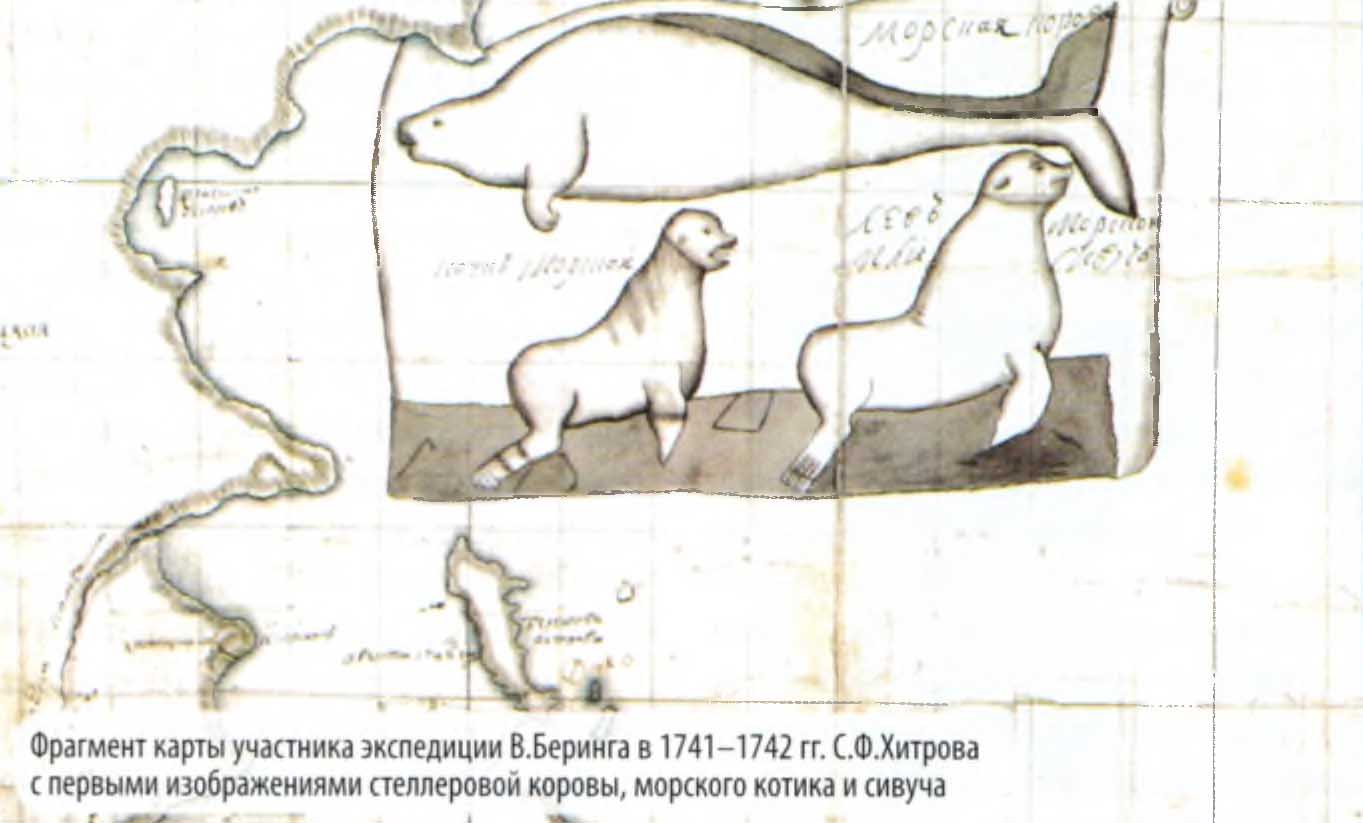 Фрагмент карты участника экспедиции В.Беринга в 1741-1742 гг. С. Ф.Хитрова с первыми изображениями стеллеровой коровы, морского котика и сивуча