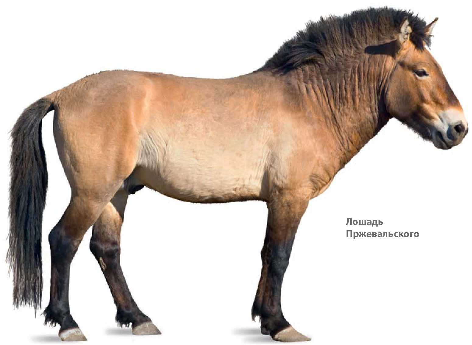 Лошадь Пржевальского.