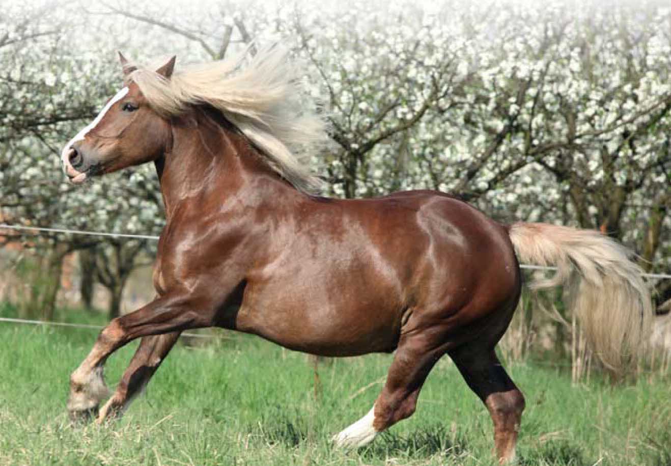 Русский тяжеловоз – порода лошади.