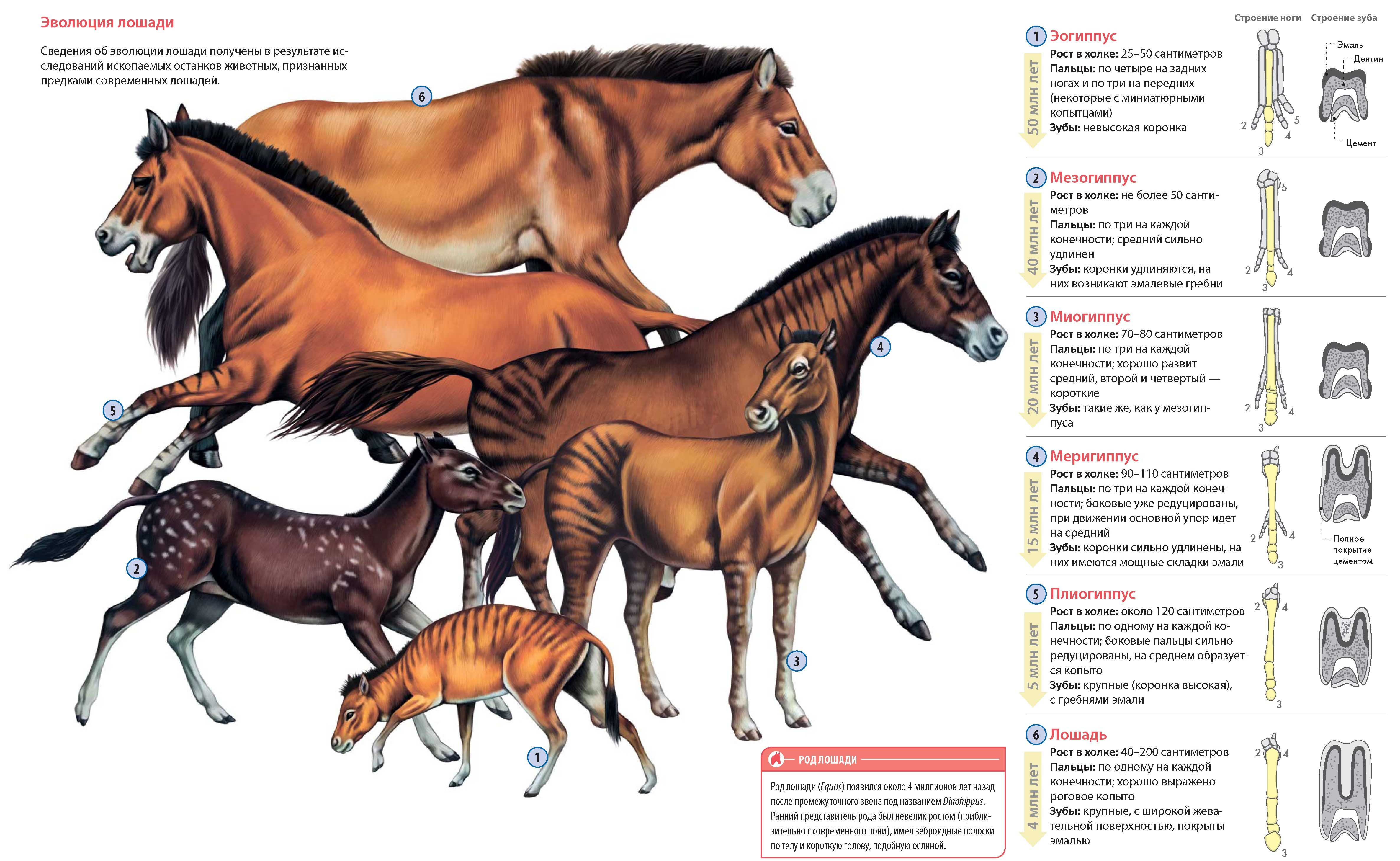 Эволюция лошади. Предки современных лошадей.
