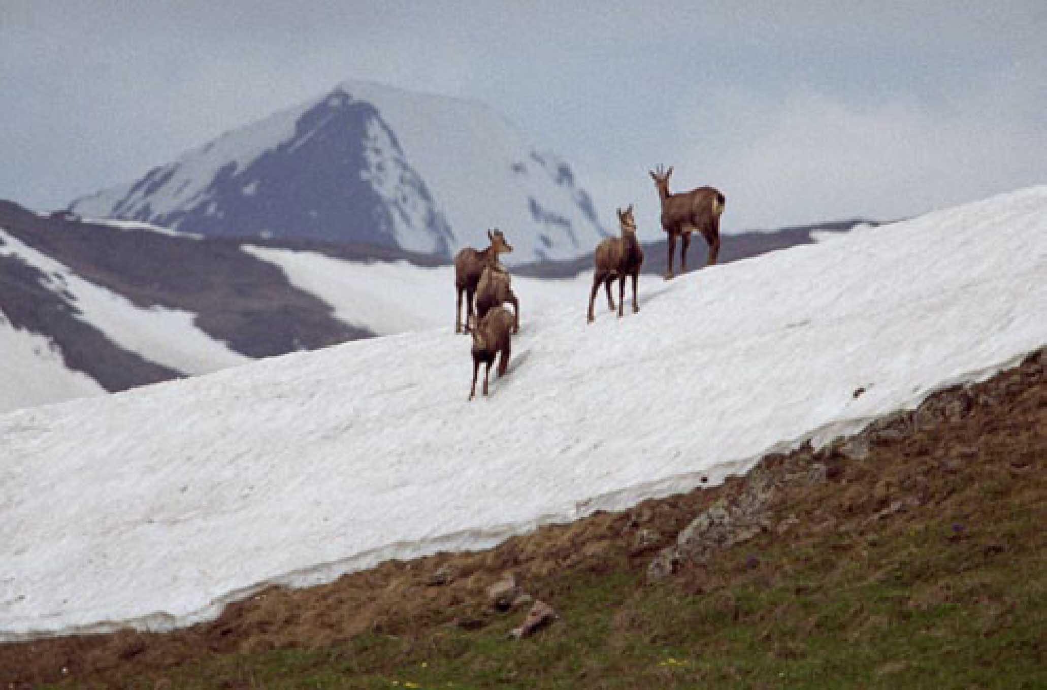 Животные в горах Кавказского заповедника.

