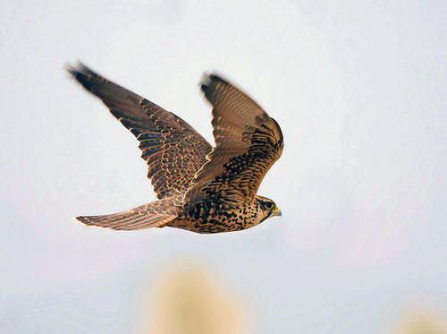 Балобан (Falco cherrug).