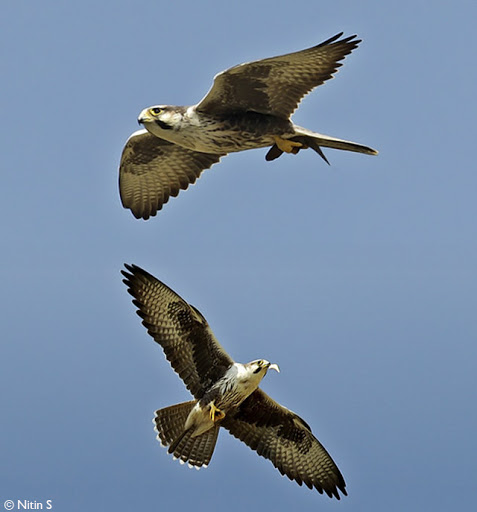 Балобан индийский (Falco jugger).
