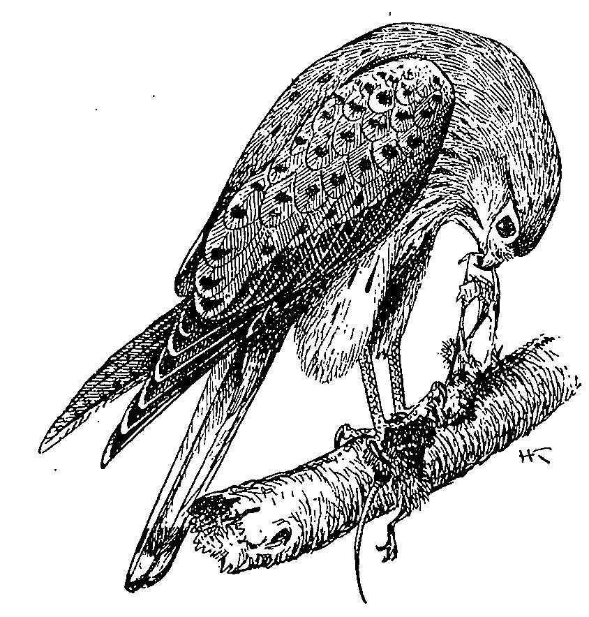 Фиг. 45. Пустельга (Cerchneis tinnunculus L.). Старый самец.