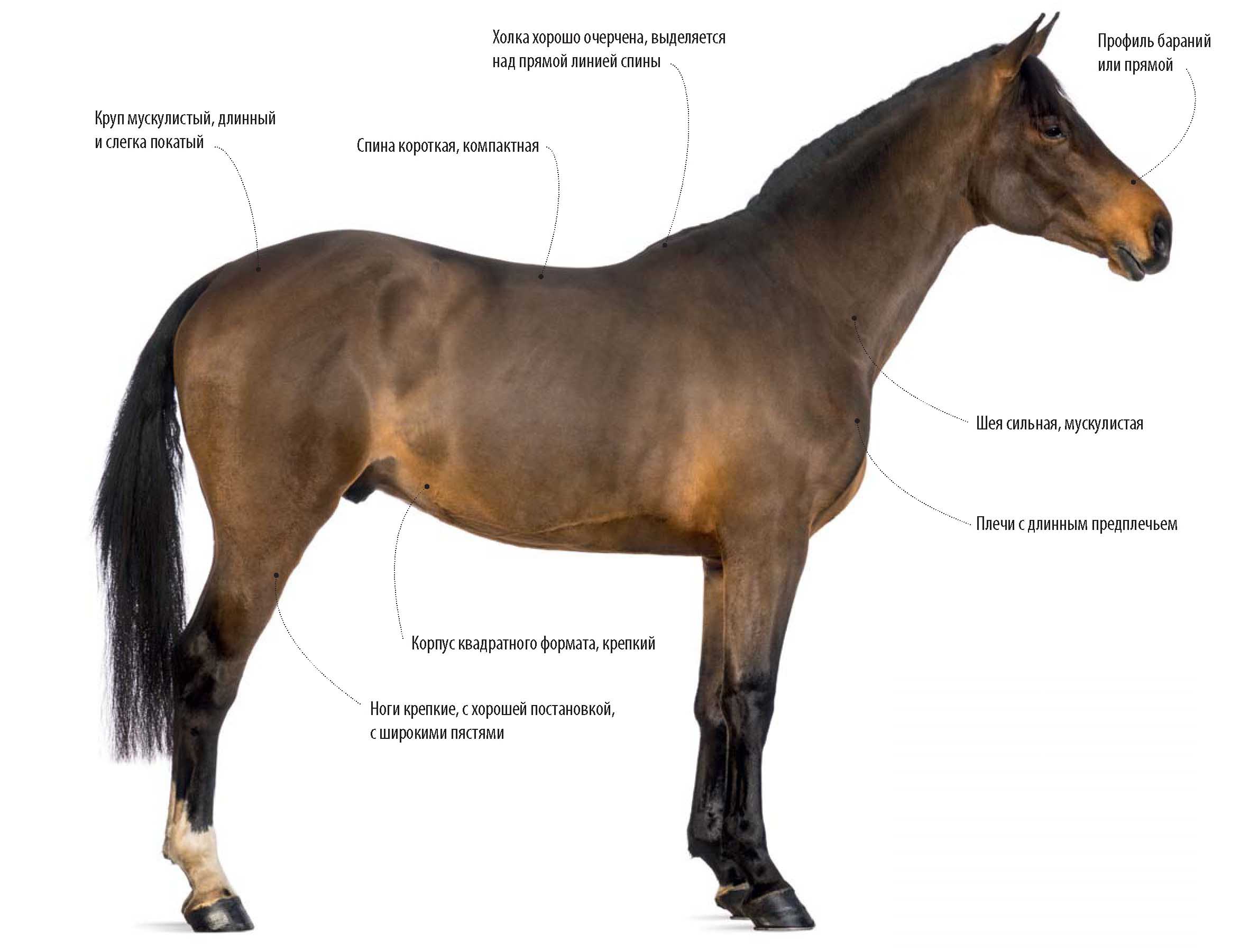 Бельгийская теплокровная лошадь.
