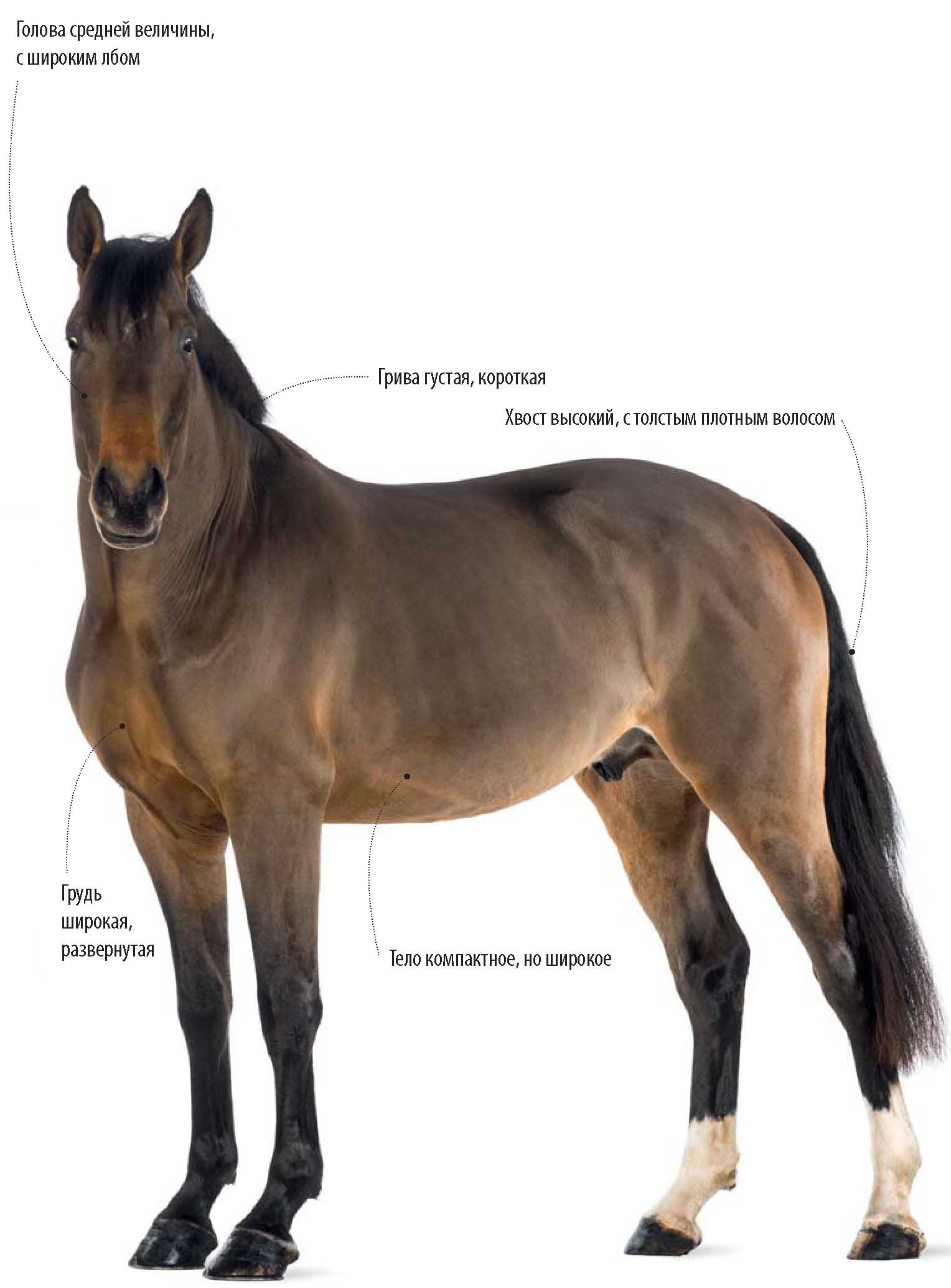 Бельгийская теплокровная порода лошади.
