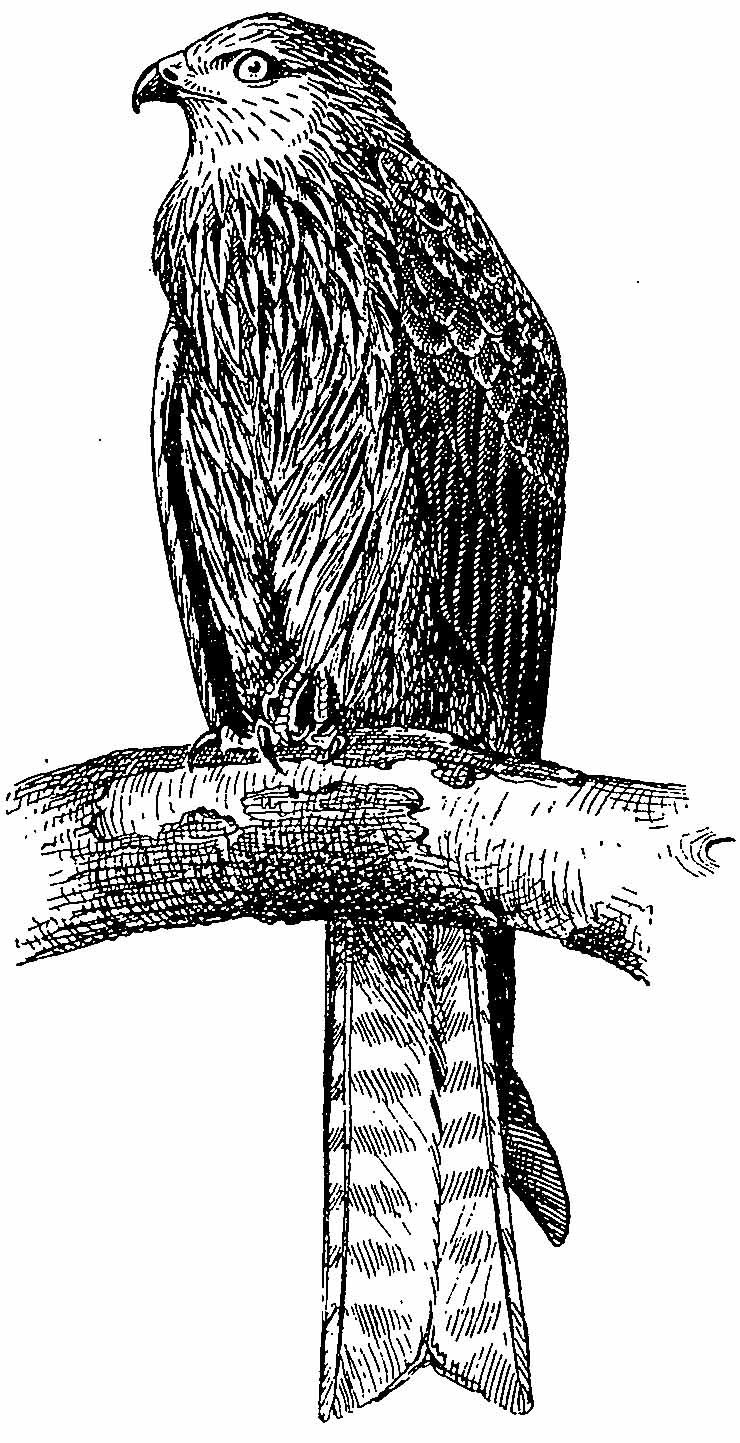 Черный коршун (Milvus migrans). Взрослая птица.