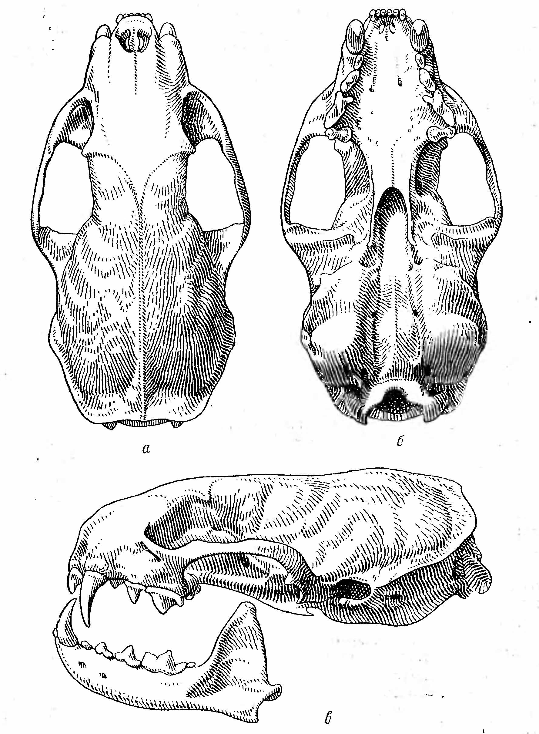 Рис. 2. Череп колонка (Mustela sibiricus Pall.).
