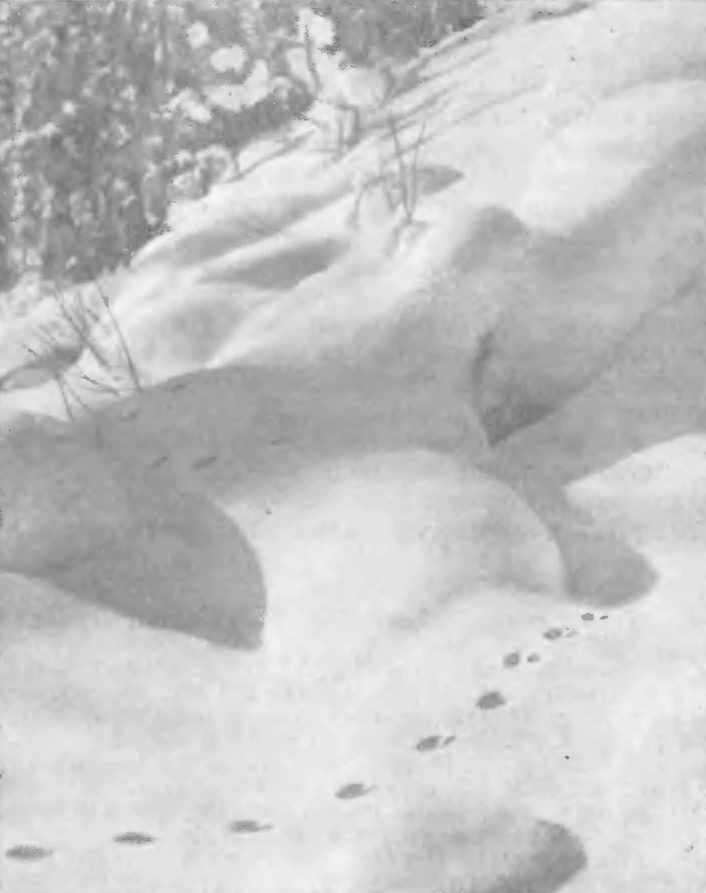 Рис. 3. Следы колонка (Mustela sibiricus Pall.). Алтай, январь 1951 г. (Фот. Ф. Д. Шапошникова).
