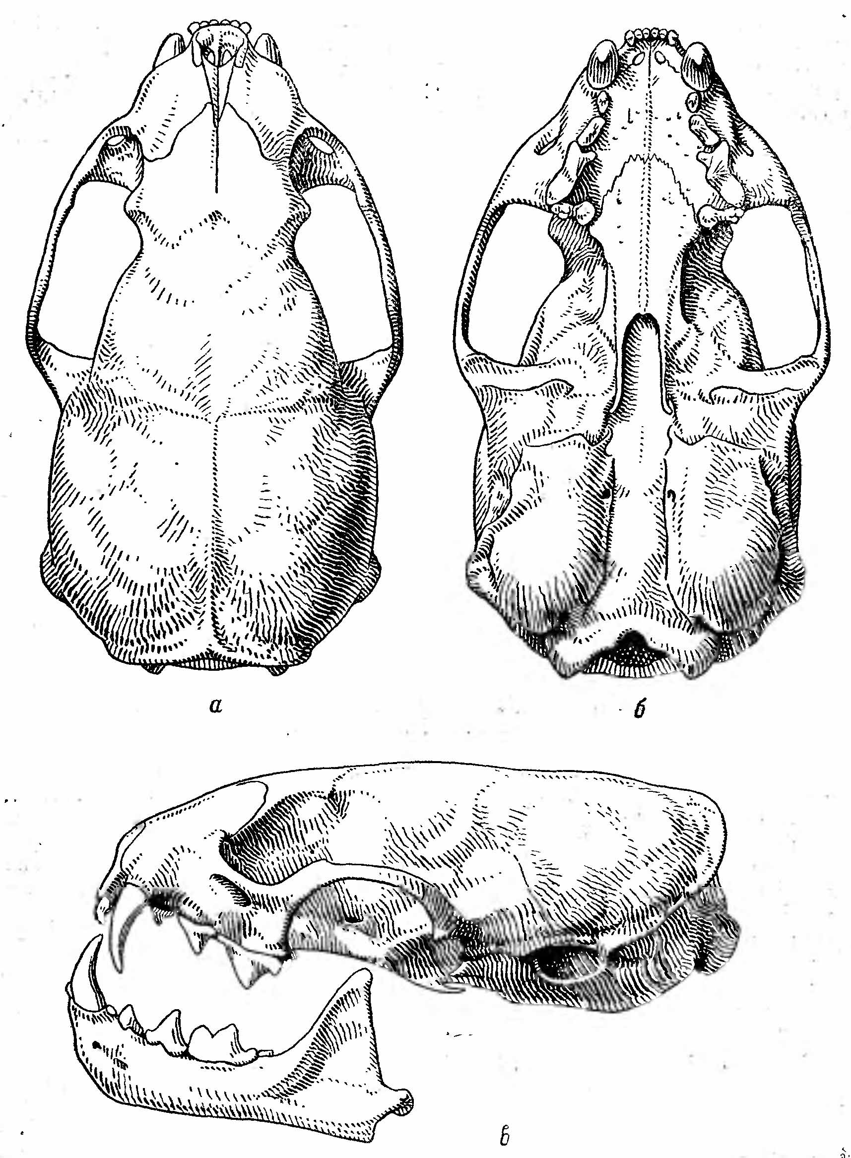 Рис. 2. Череп ласки (Mustela nivalis L.). а — сверху; б — снизу; в — сбоку.