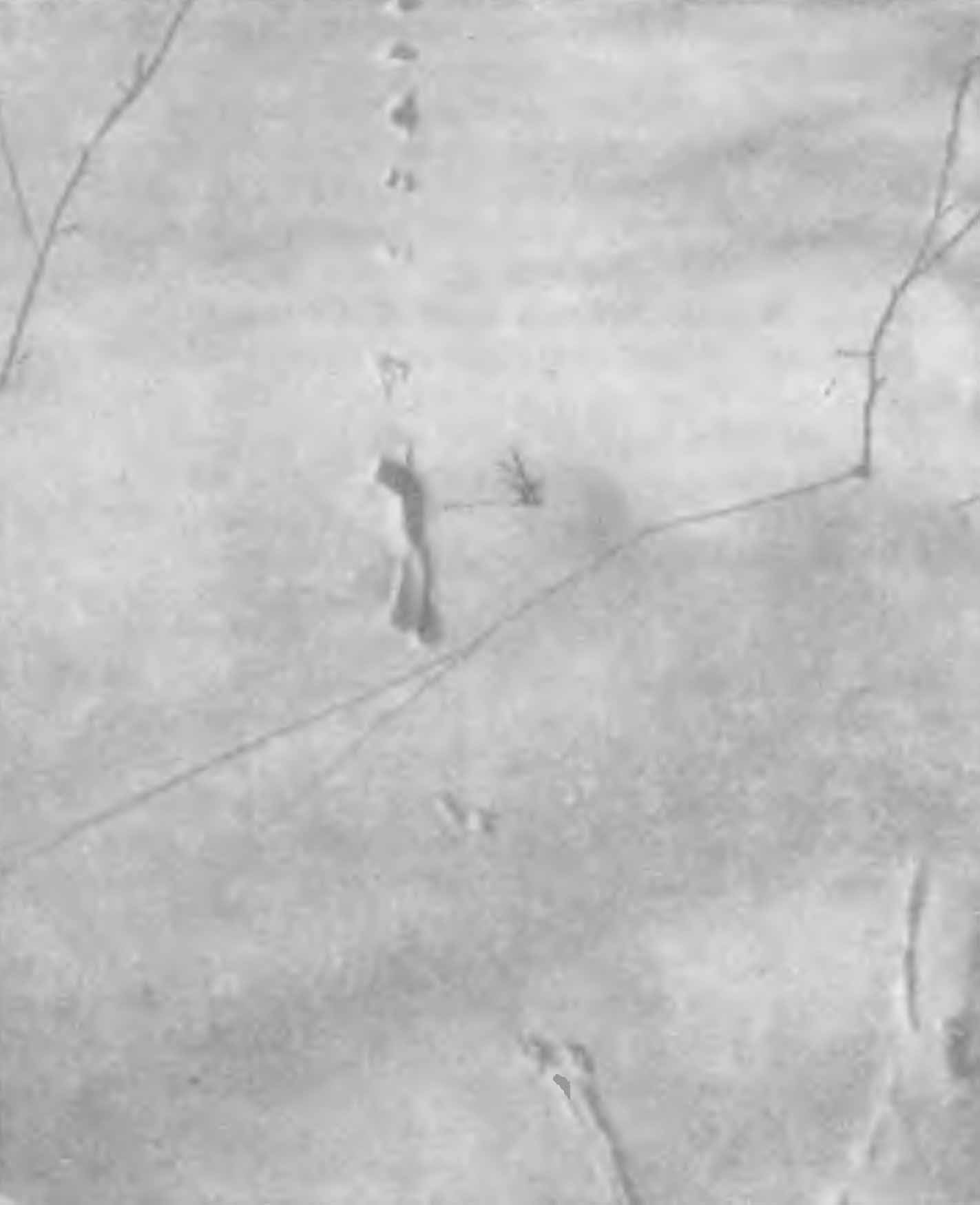 Рис. 3. Следы ласки (Mustela nivalis L.). Южный Казахстан, февраль 1952 г. (Фото Ф. Д. Шапошникова).
