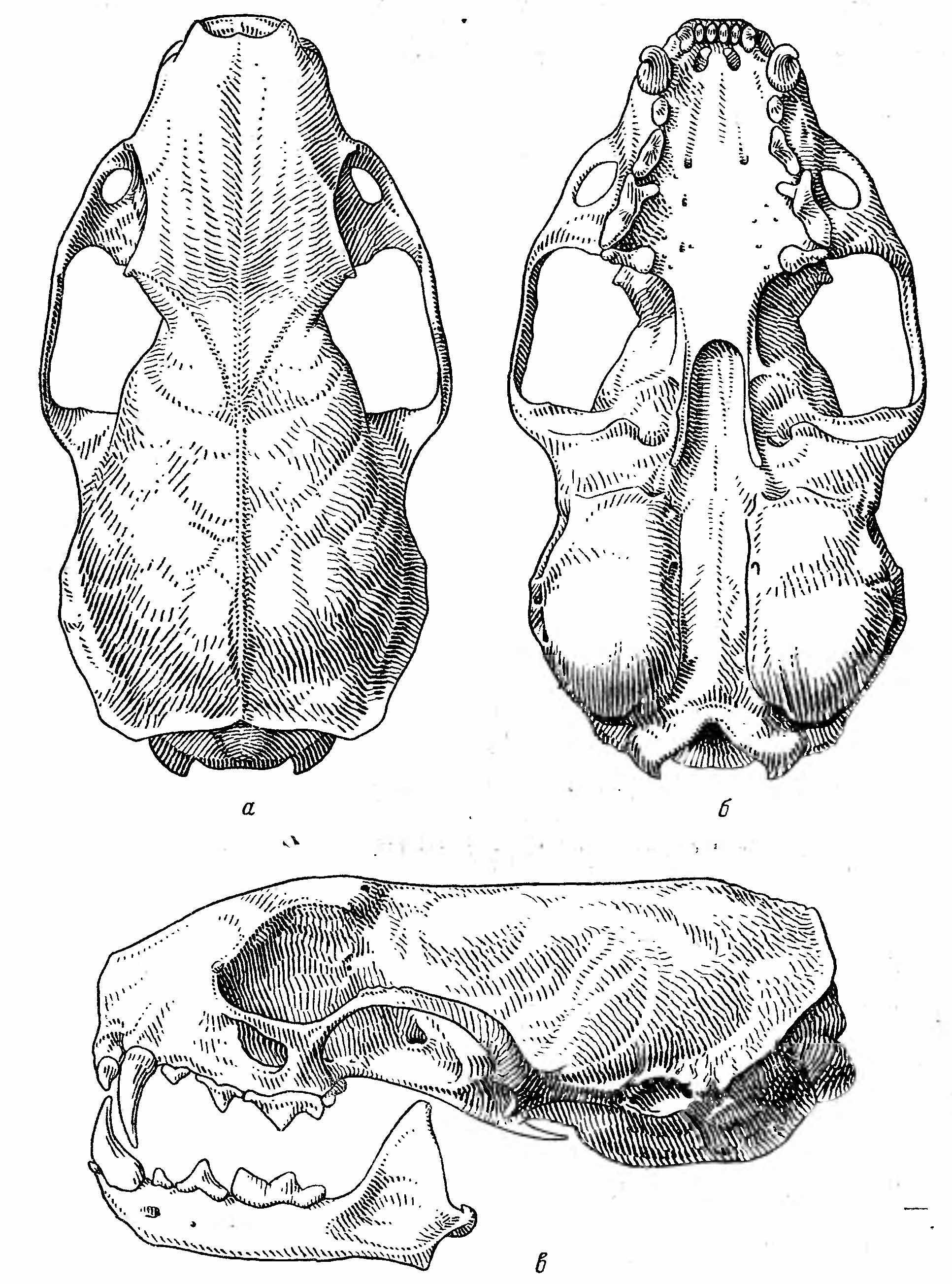 Рис. 2. Череп горностая (Mustela erminea L.). а — сверху; б — снизу; в — сбоку.