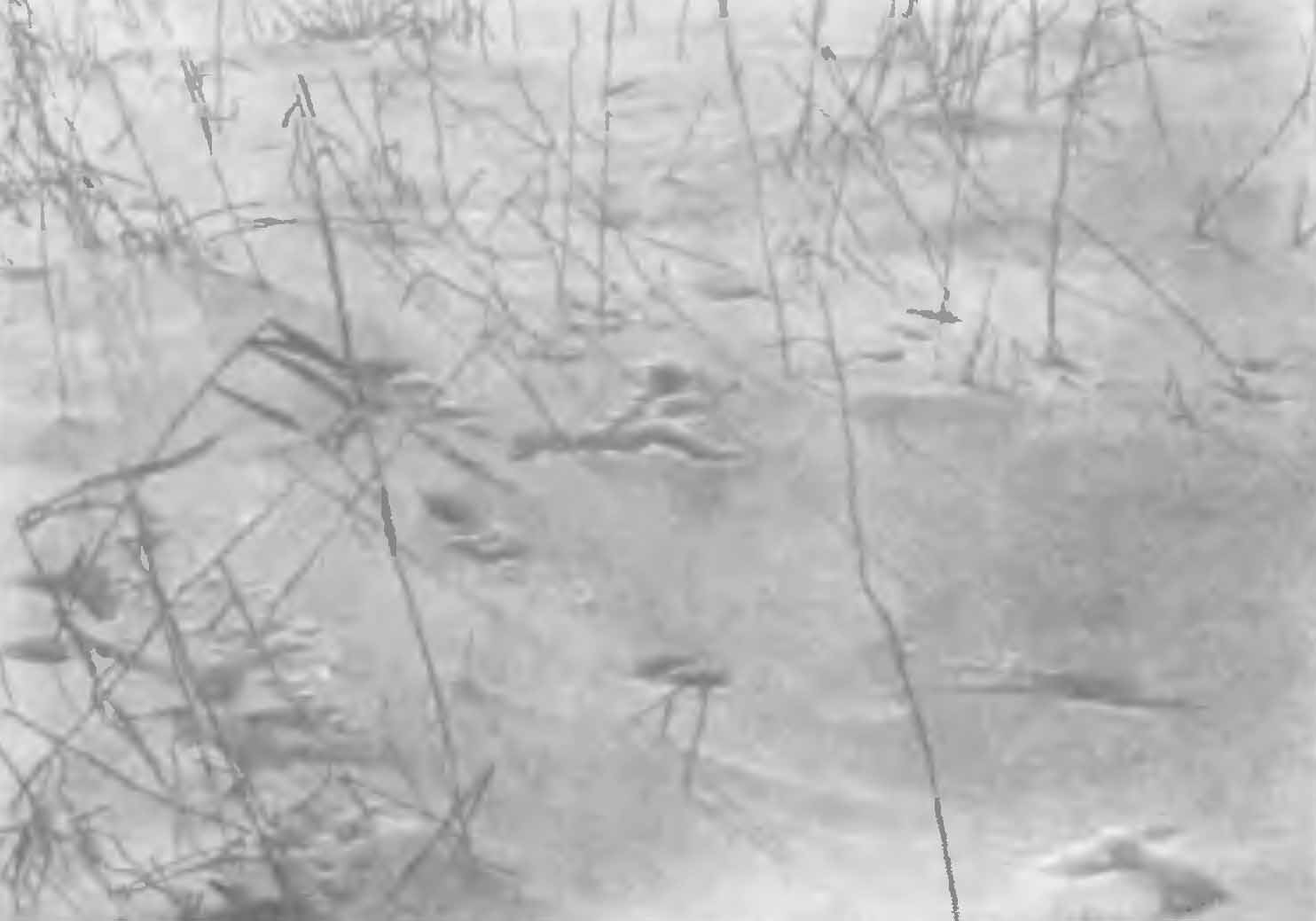 Рис. 3. Следы и нора горностая (Mustela erminea L.) в снегу. Пойма р. Камы, зима 1934/35 гг. (Фот. И. В. Жаркова).
