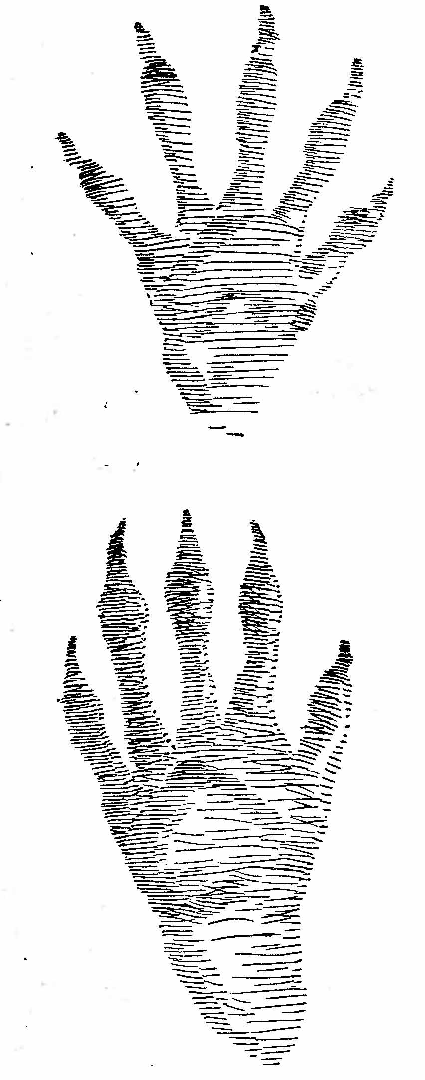 Рис. 3. Отпечатки лап енота-полоскуна (Procyon lotor L.). (Из Э. Сетона).
