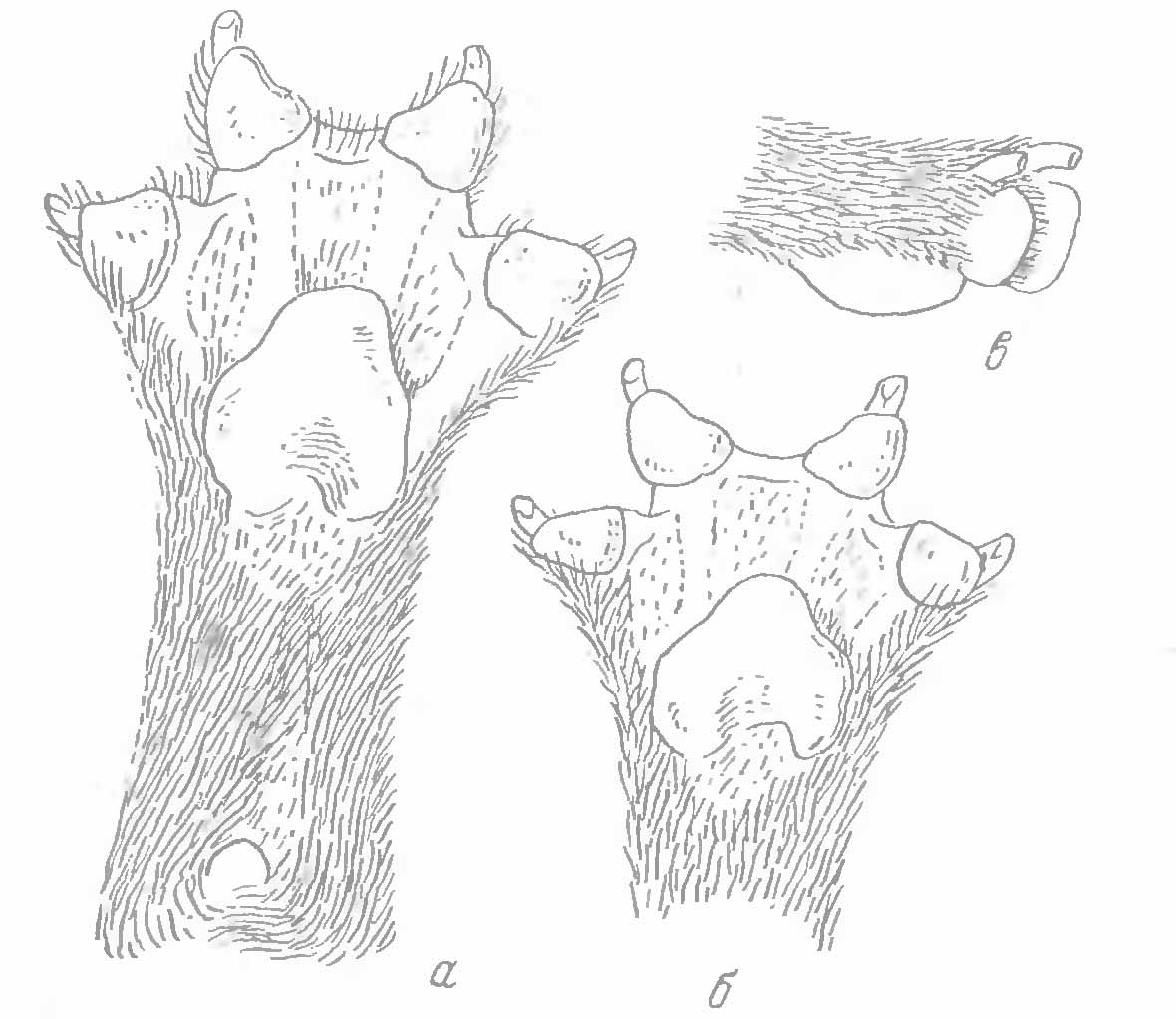 Рис. 2. Лапы полосатой гиены (Hyaena hyaena L.). (По Р. Пококку из С. И. Огнева) а — передняя лапа снизу; б — правая задняя лапа снизу; в — она же сбоку.