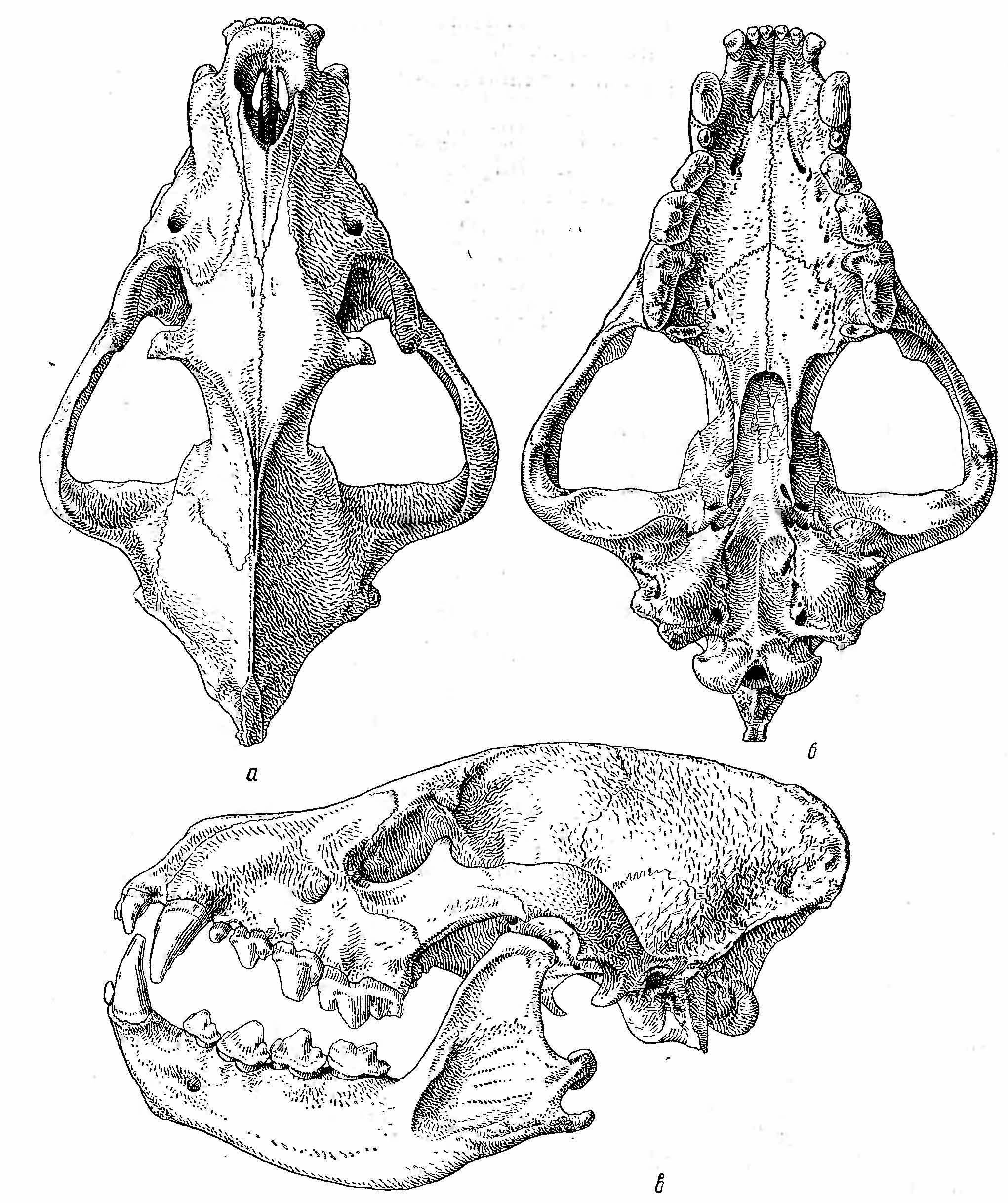 Рис. 3. Череп полосатой гиены (Hyaena hyaena L.). а — сверху; б — снизу; в — сбоку.
