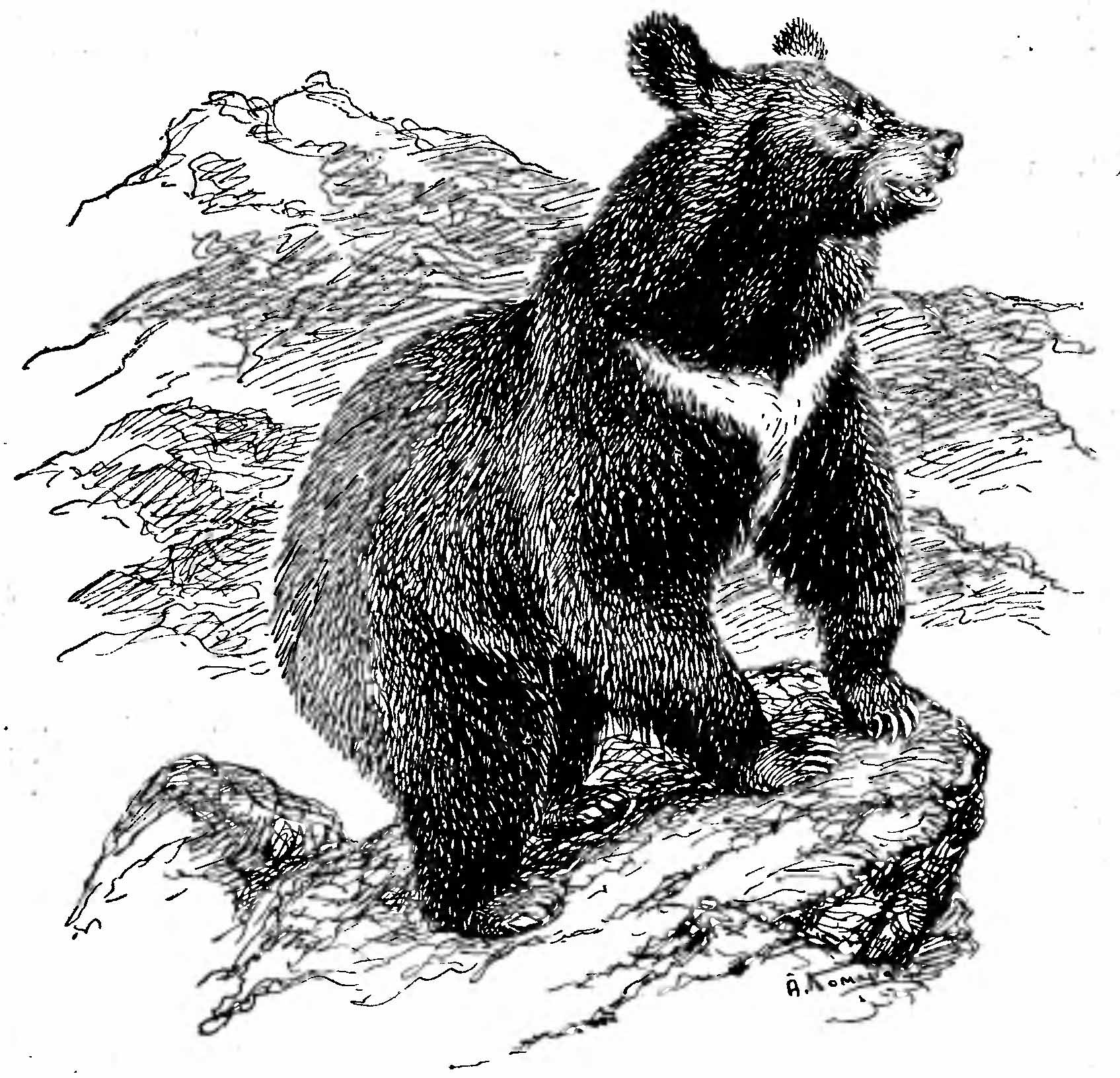 Рис. 1. Черный медведь (Ursus tibetanus Cuv.). (Рис. А. Н. Комарова).