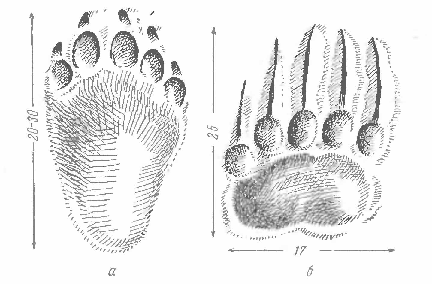 Рис. 3. Следы бурого медведя (Ursus arctos L.). (По А. Н. Формозову). а — левая задняя лапа; б — правая передняя лапа.