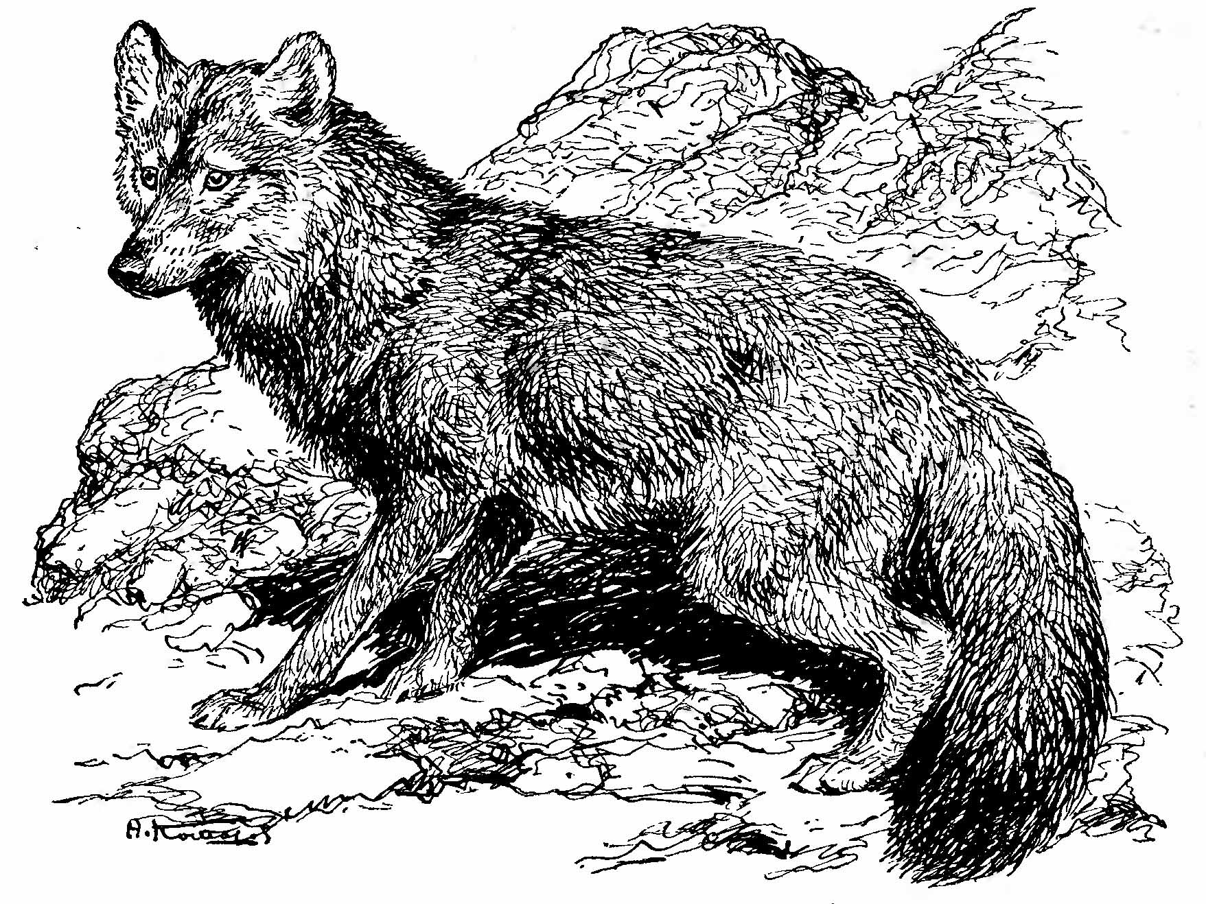 Рис. 1. Красный волк (Cuon alpinus Pall.). (Рис. А. Н. Комарова).