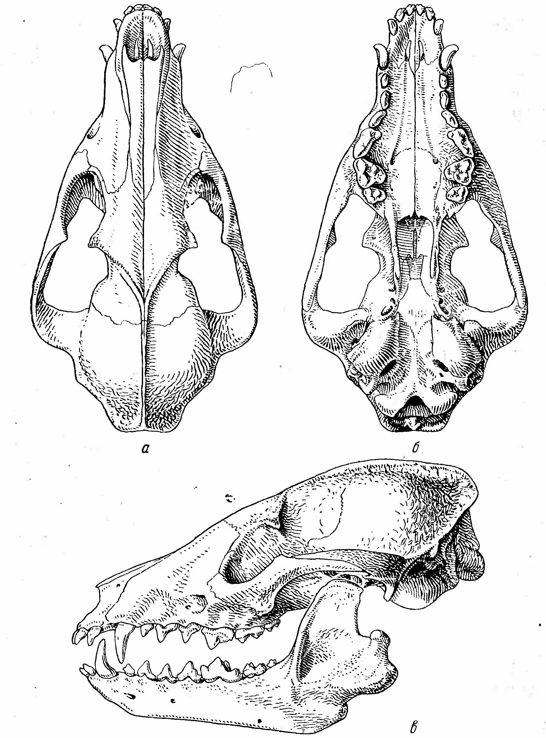 Рис. 2. Череп енотовидной собаки (Nyctereutes procyonoides Gray), а — сверху; б — снизу; в — сбоку.